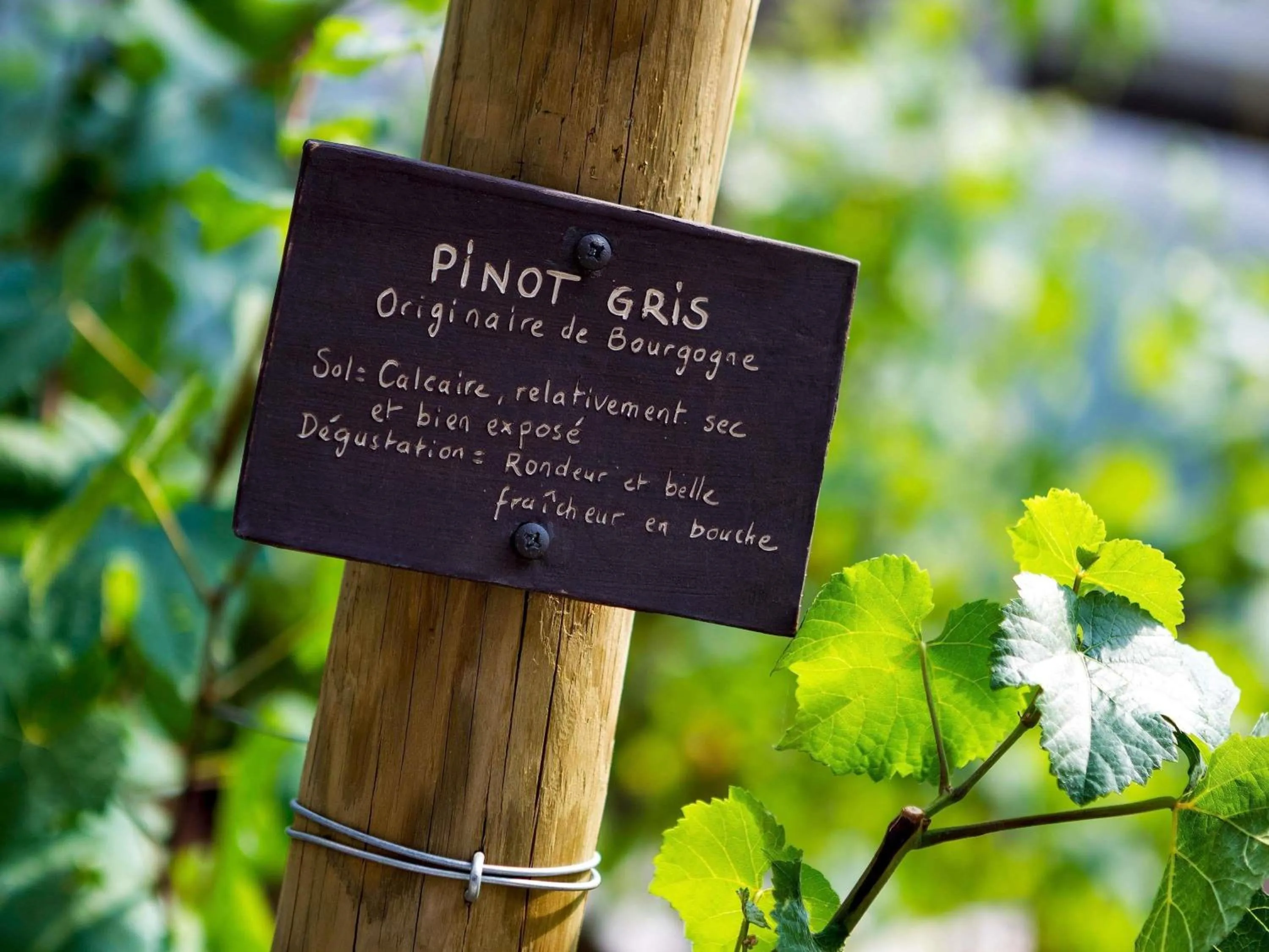 Other in Sofitel Strasbourg Grande Ile