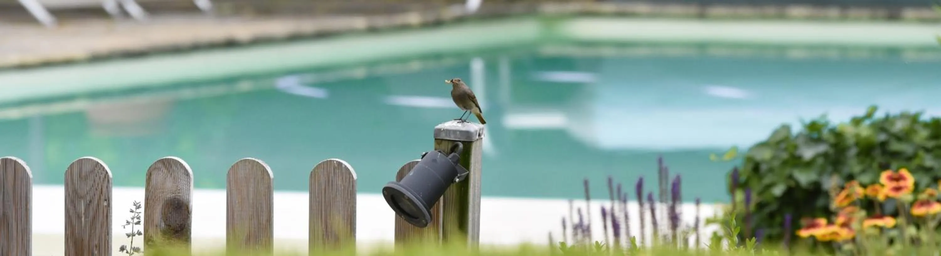 Swimming pool in Le Mas Des Bories - Grand Perigueux