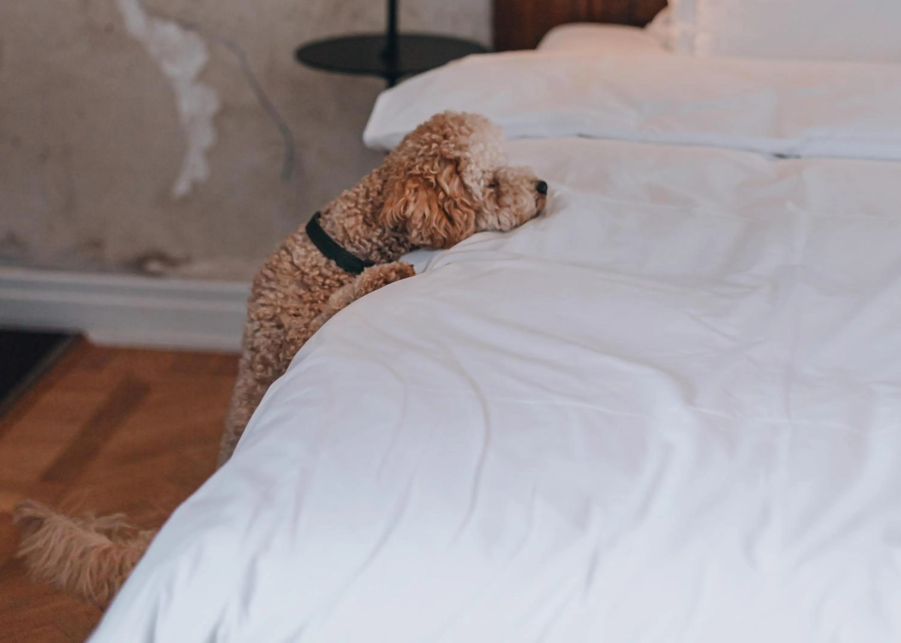 Bedroom, Bed in STORY HOTEL STOCKHOLM STUREPLAN, in JdV by Hyatt