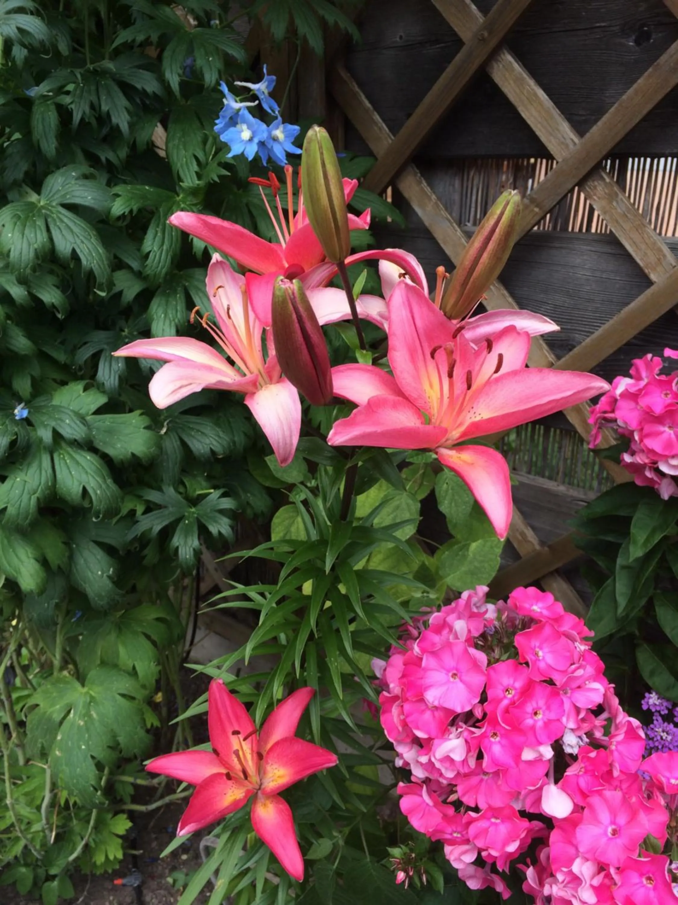 Facade/entrance in Hotel Garnì Salvanel