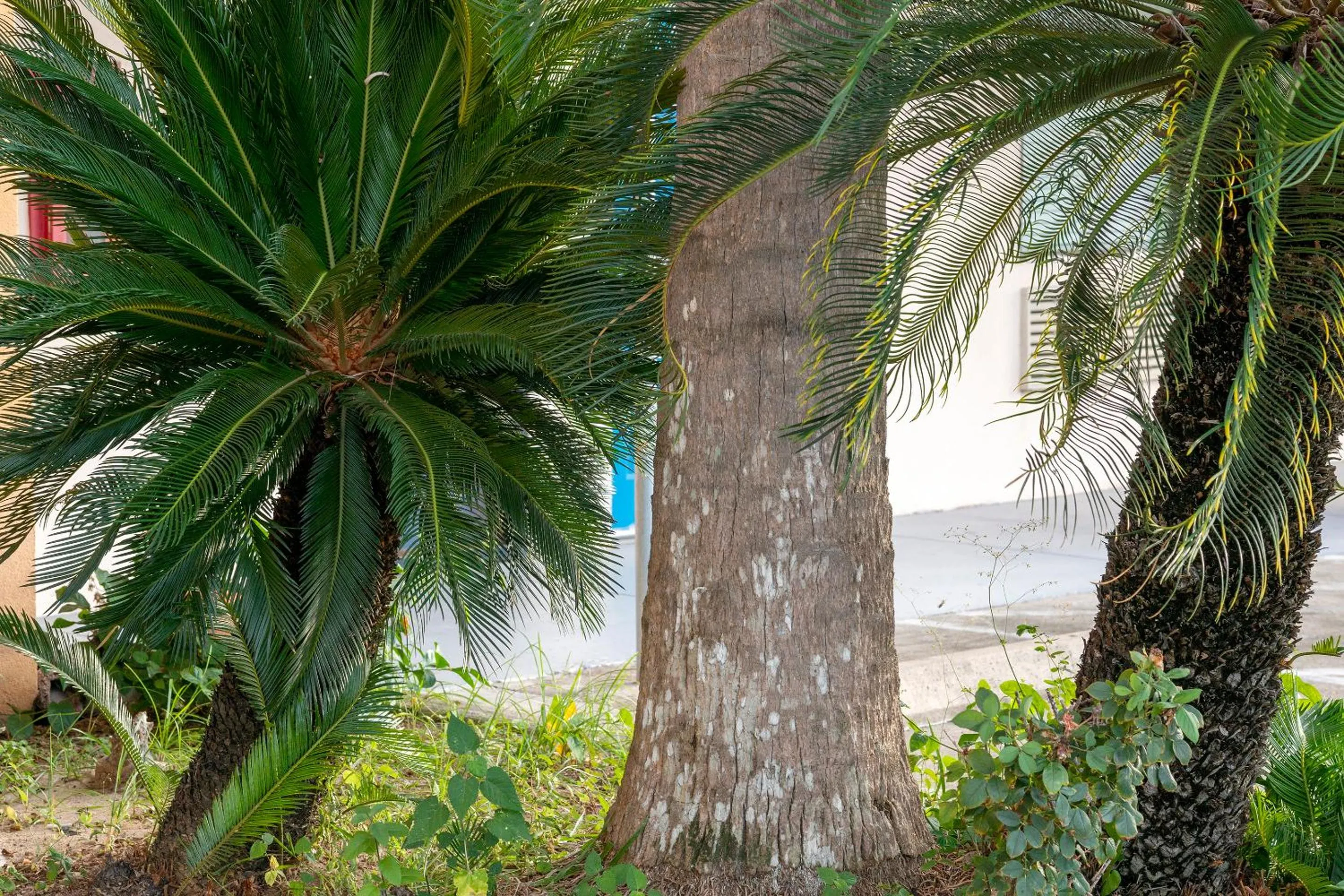 Area and facilities in Island Inn By OYO Galveston Beach, TX