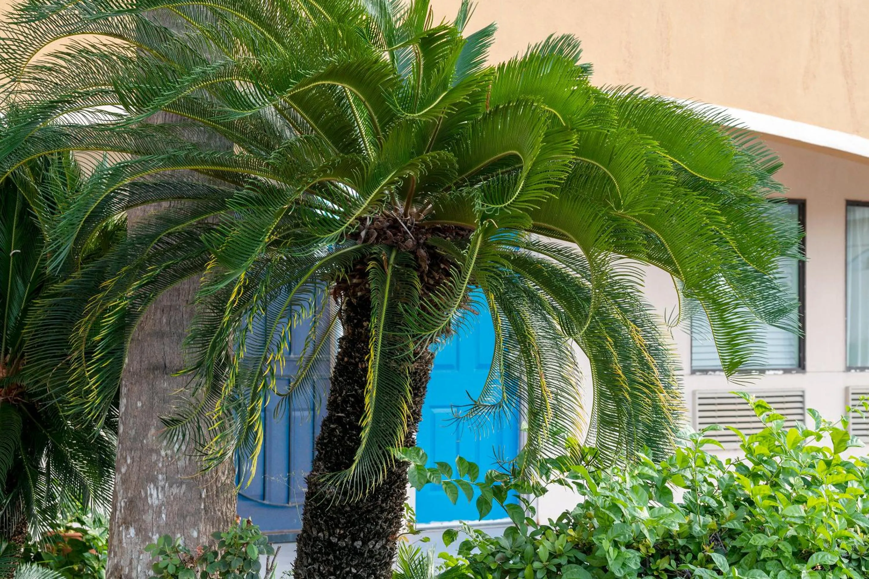 Area and facilities in Island Inn By OYO Galveston Beach, TX