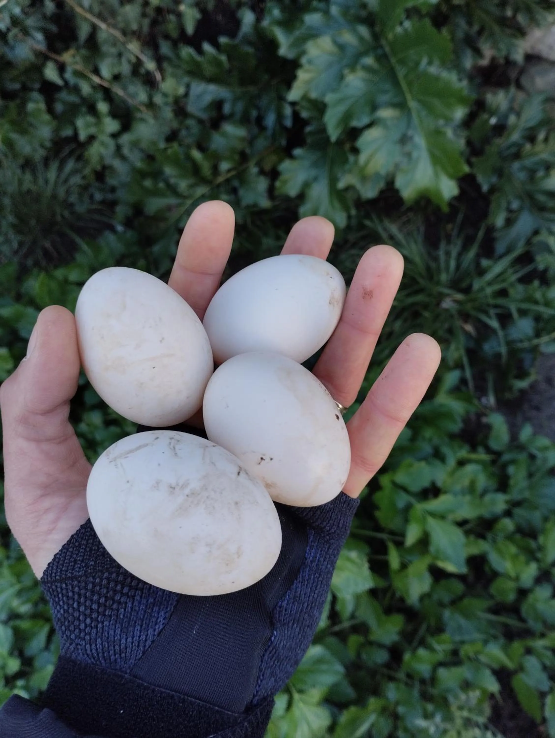 Entertainment in Chiosi Country Club