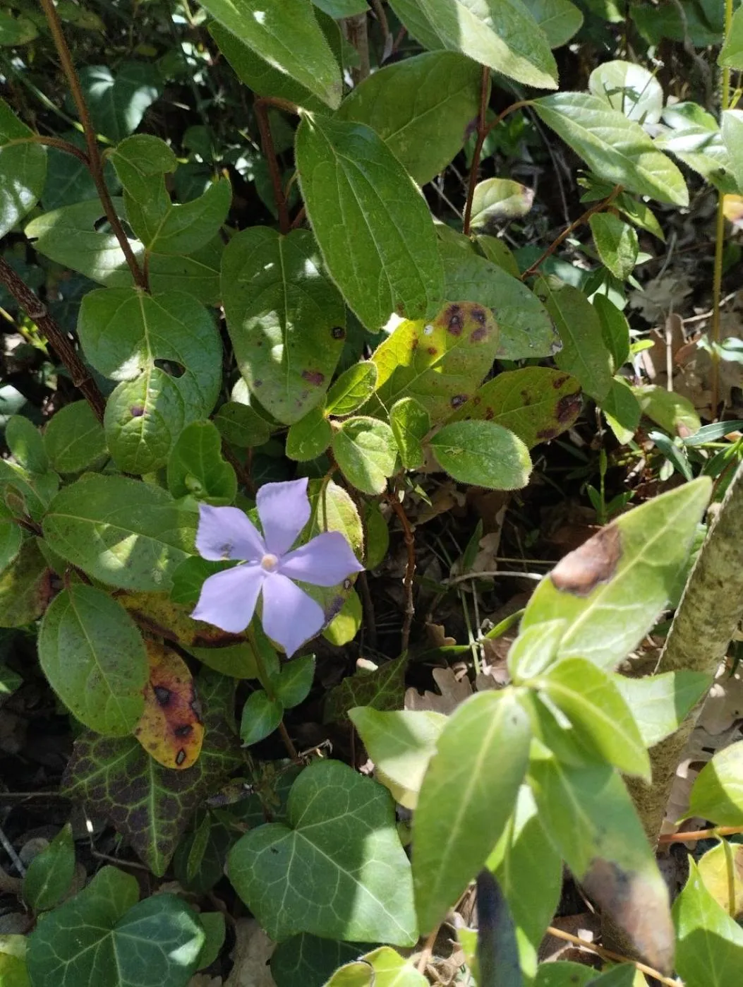 Spring in Chiosi Country Club