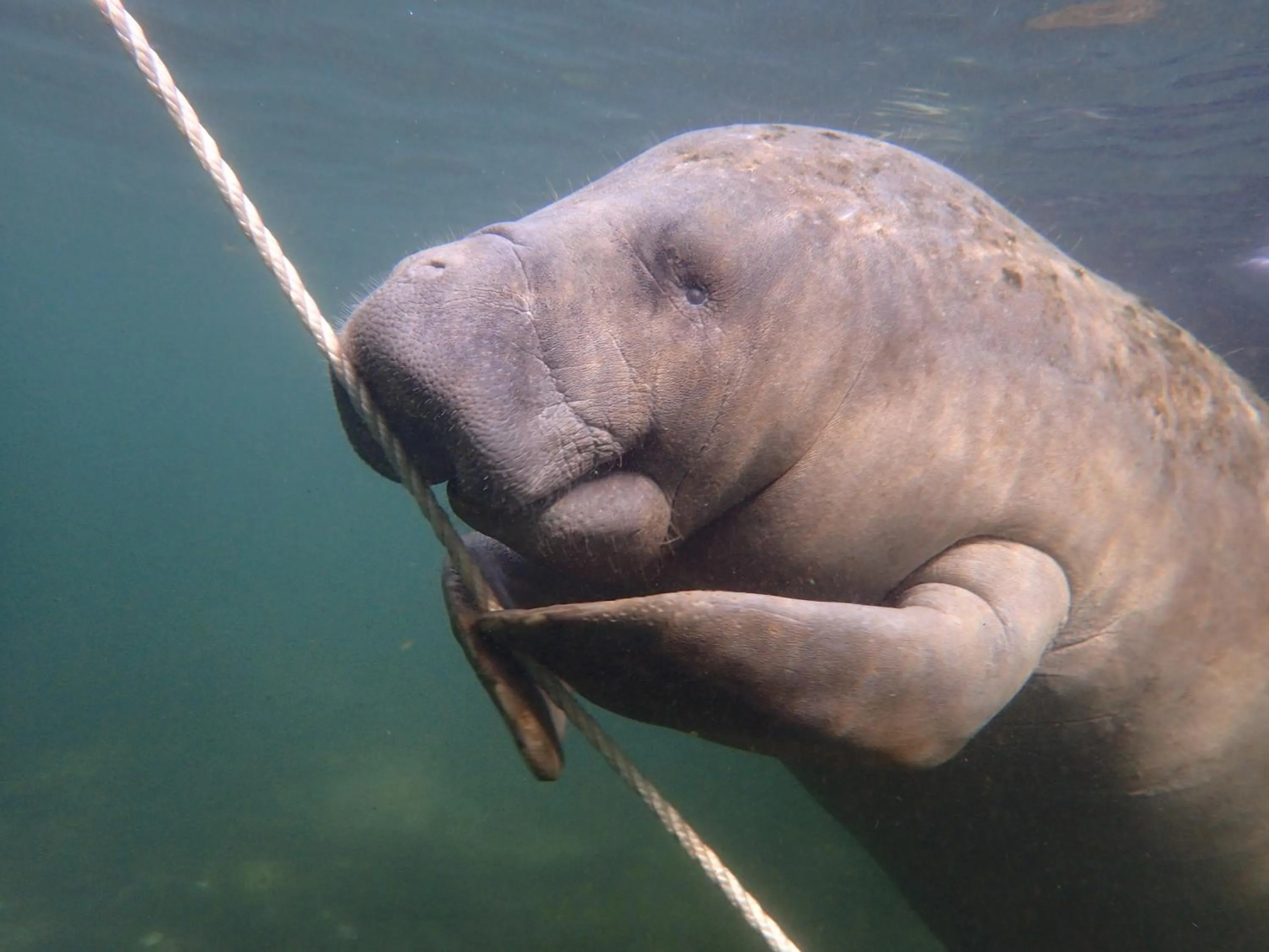 Riverfront Treetop Bungalow