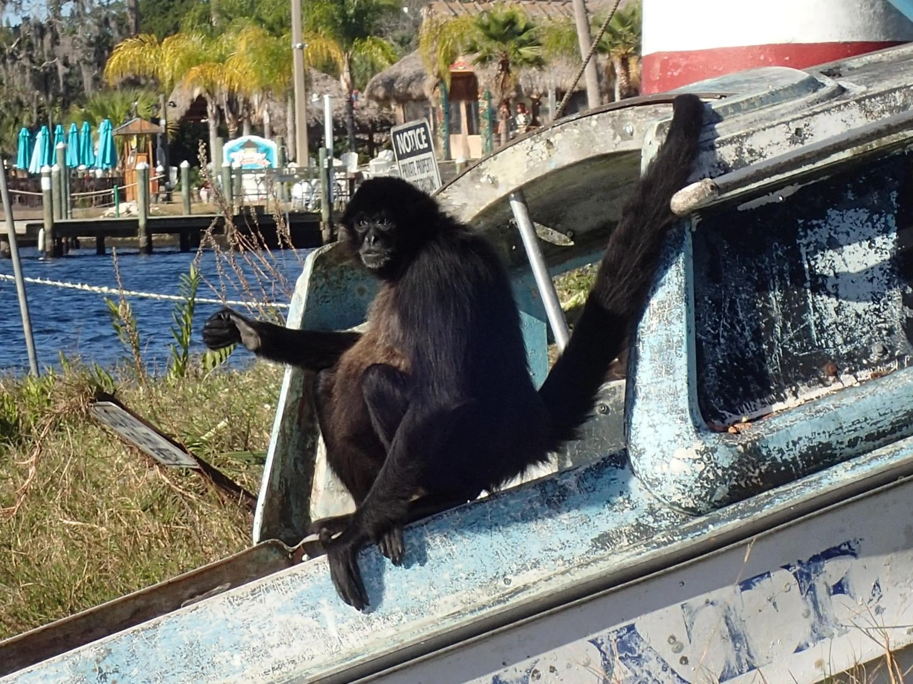 Riverfront Treetop Bungalow