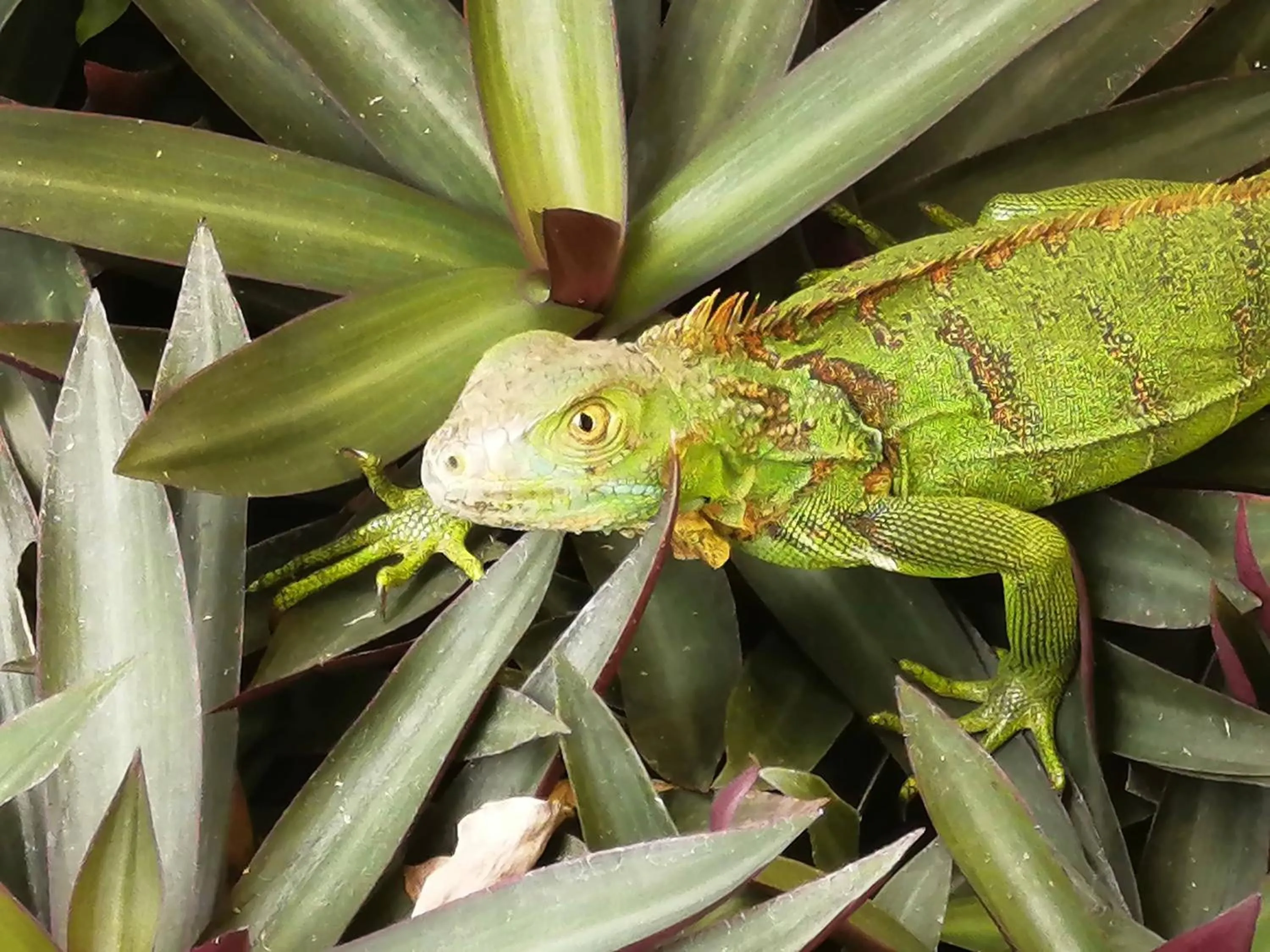Garden in Hotel Arenal Country Inn