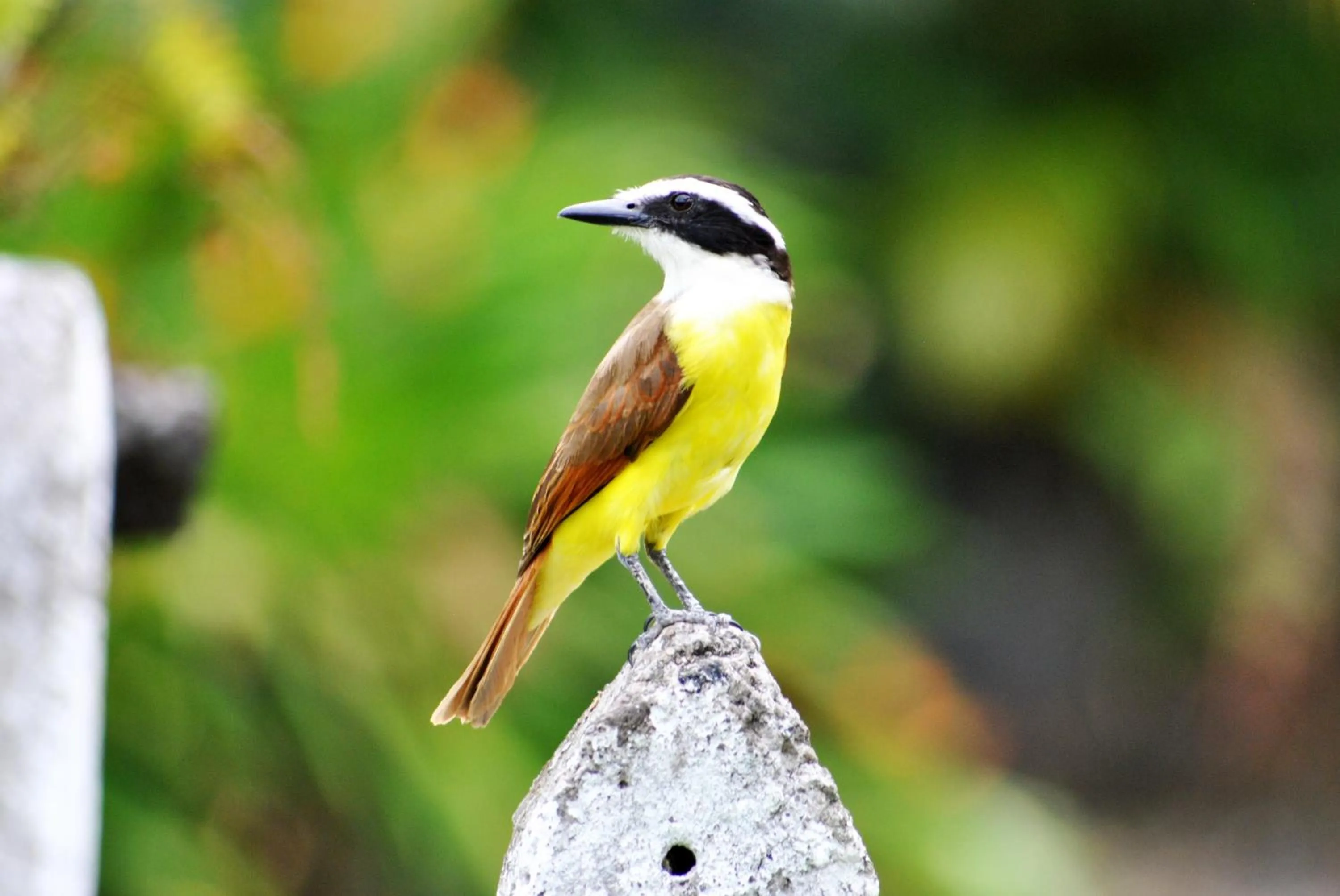 Animals in Hotel Arenal Country Inn