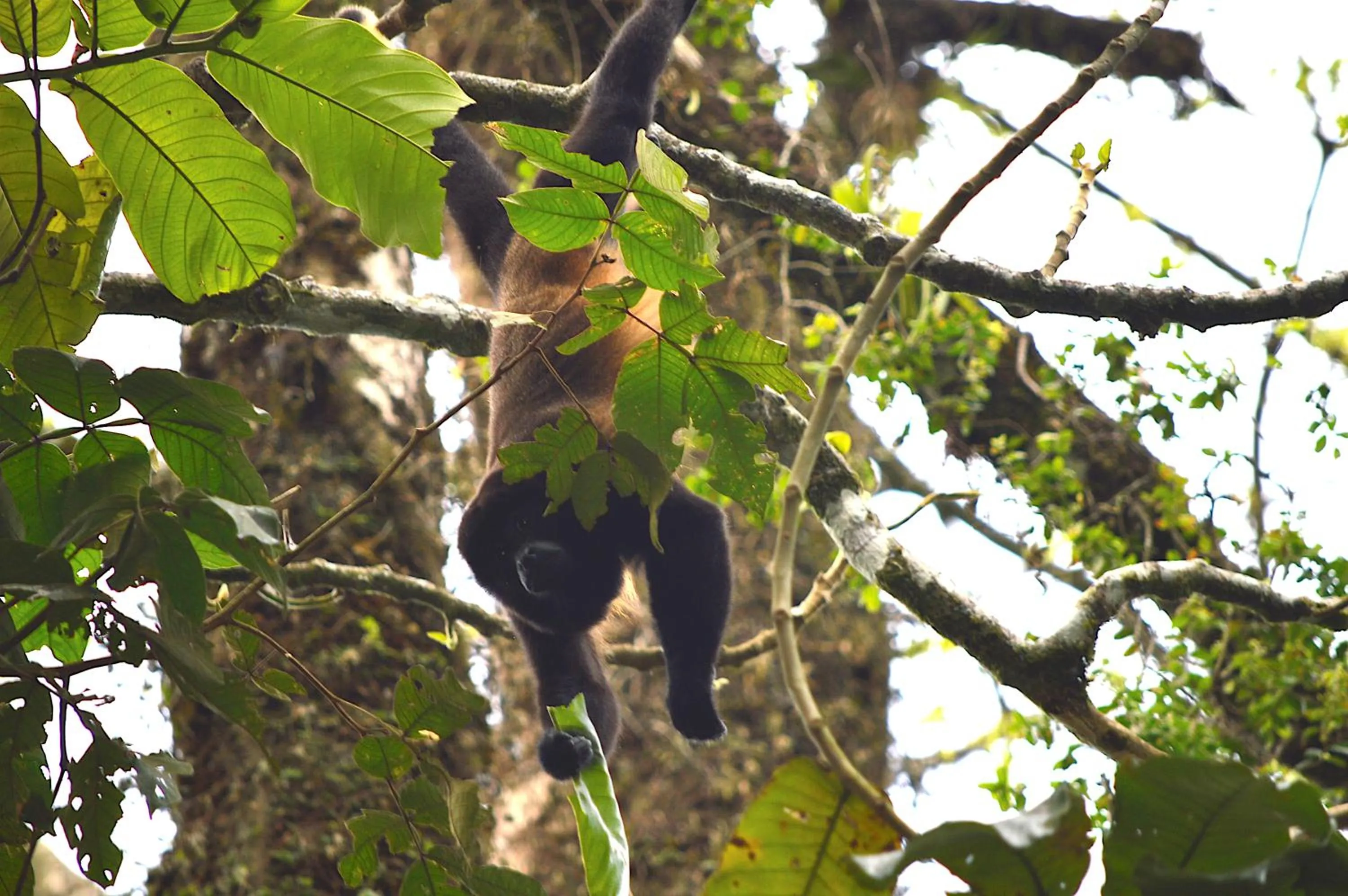 Garden in Hotel Arenal Country Inn