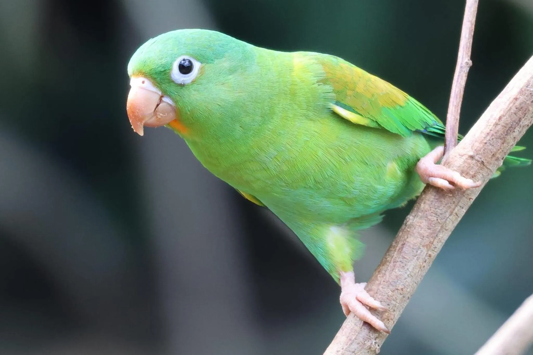 Bird's eye view in Hotel Arenal Country Inn