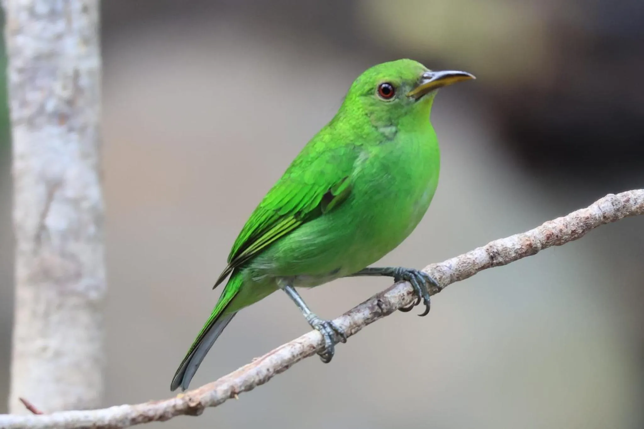 Bird's eye view in Hotel Arenal Country Inn