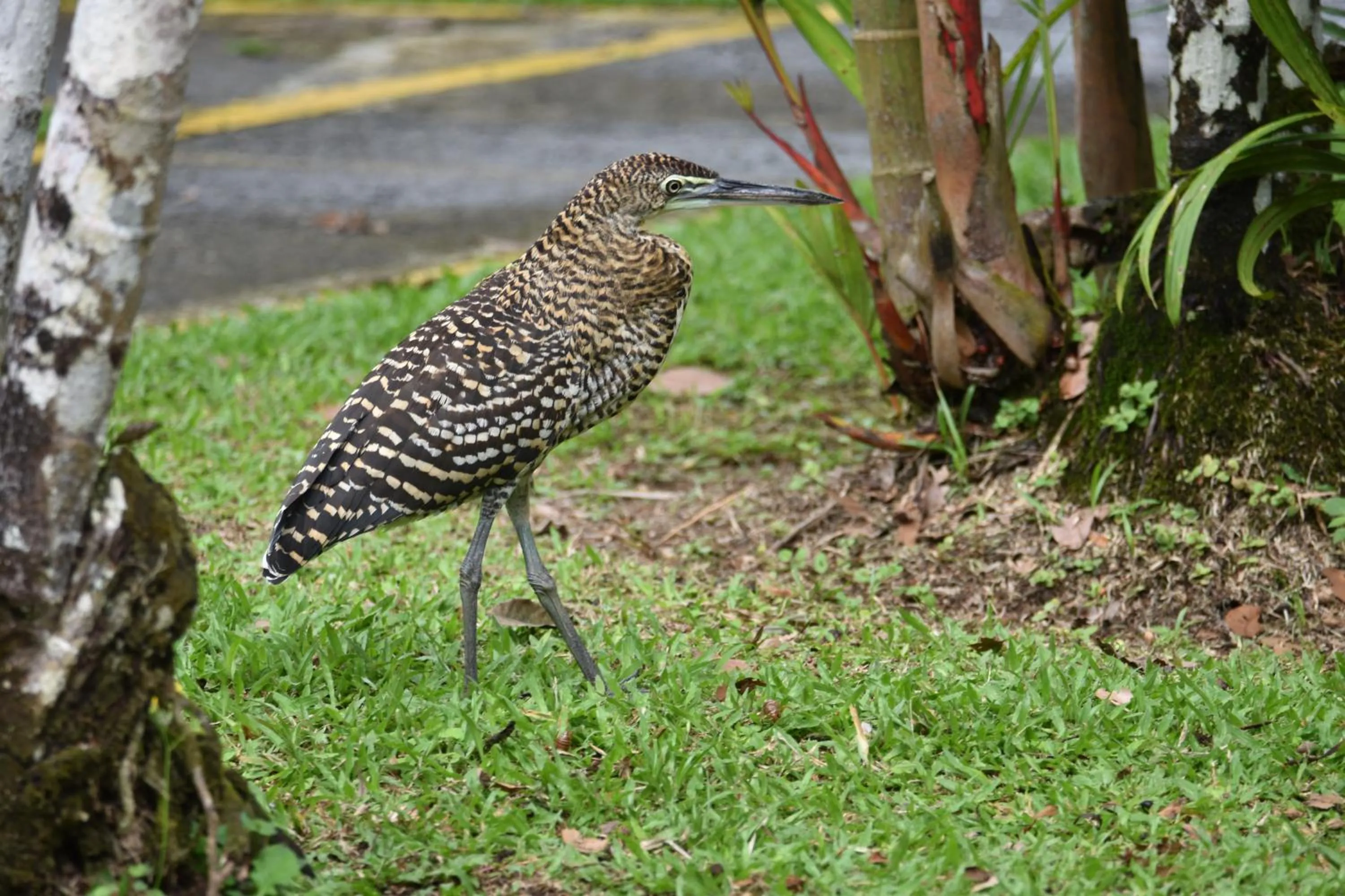 Bird's eye view in Hotel Arenal Country Inn