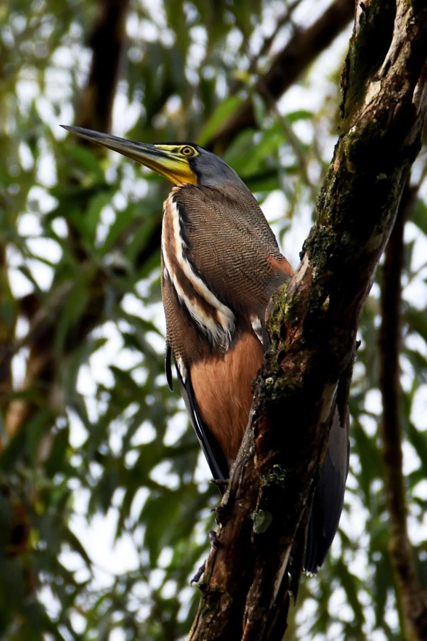 Bird's eye view in Hotel Arenal Country Inn