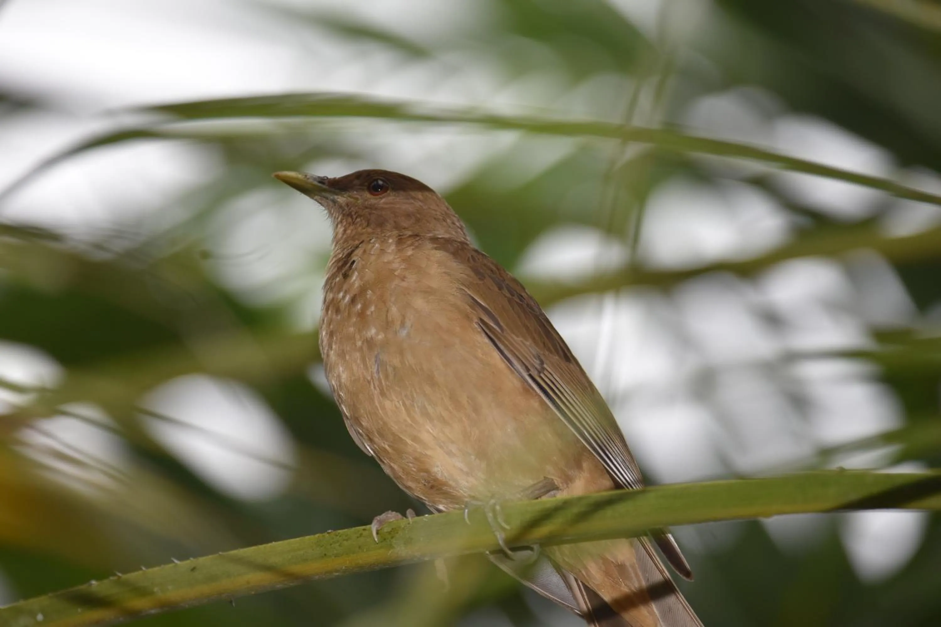 Bird's eye view in Hotel Arenal Country Inn
