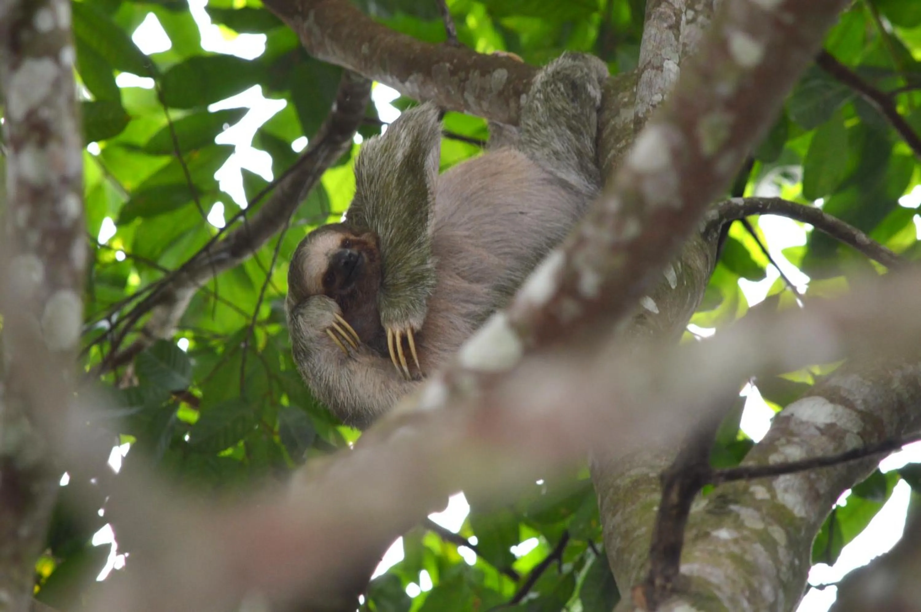Garden in Hotel Arenal Country Inn