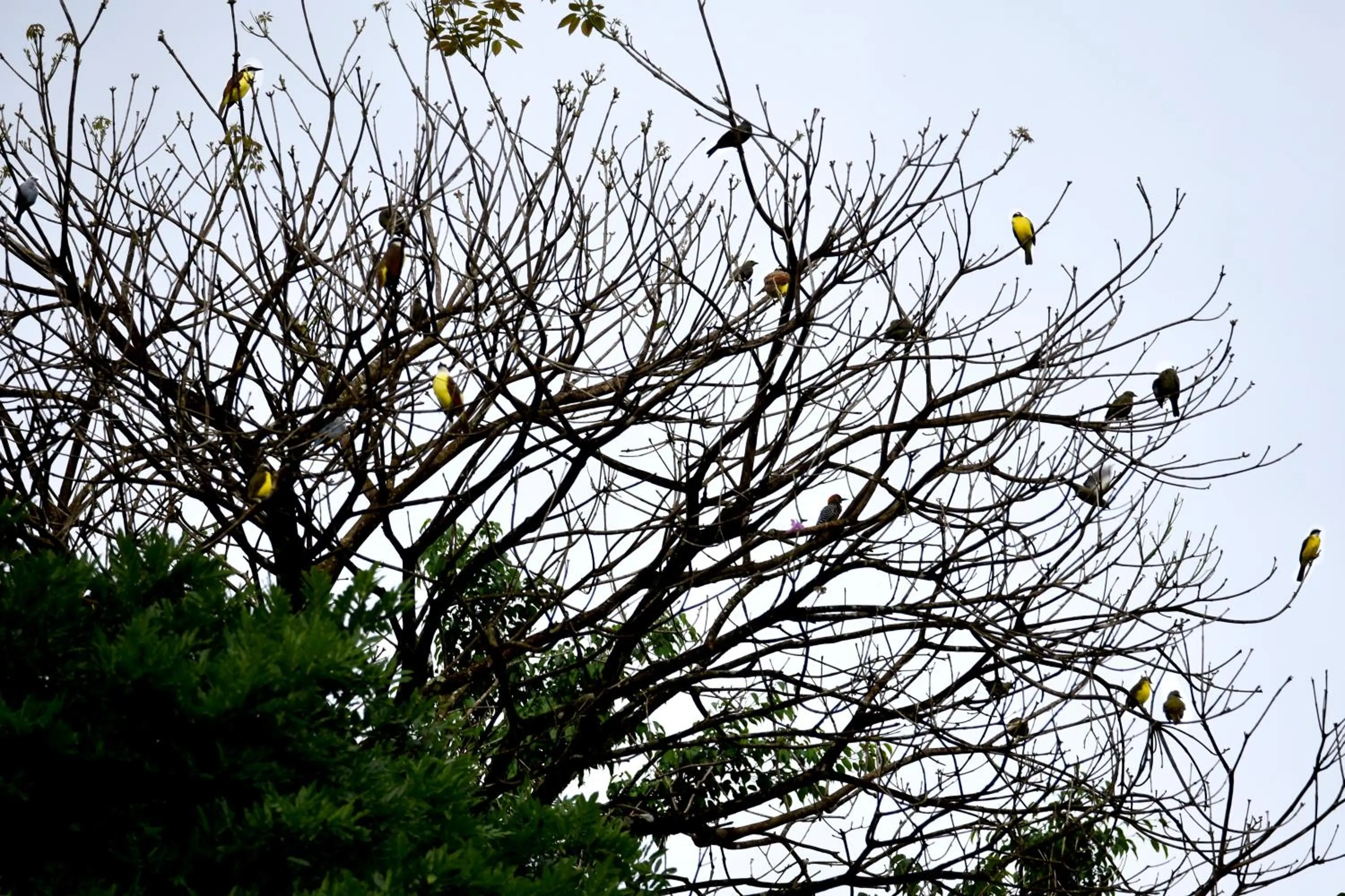 Bird's eye view in Hotel Arenal Country Inn