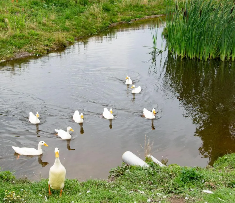 De la Rue Pipowagens