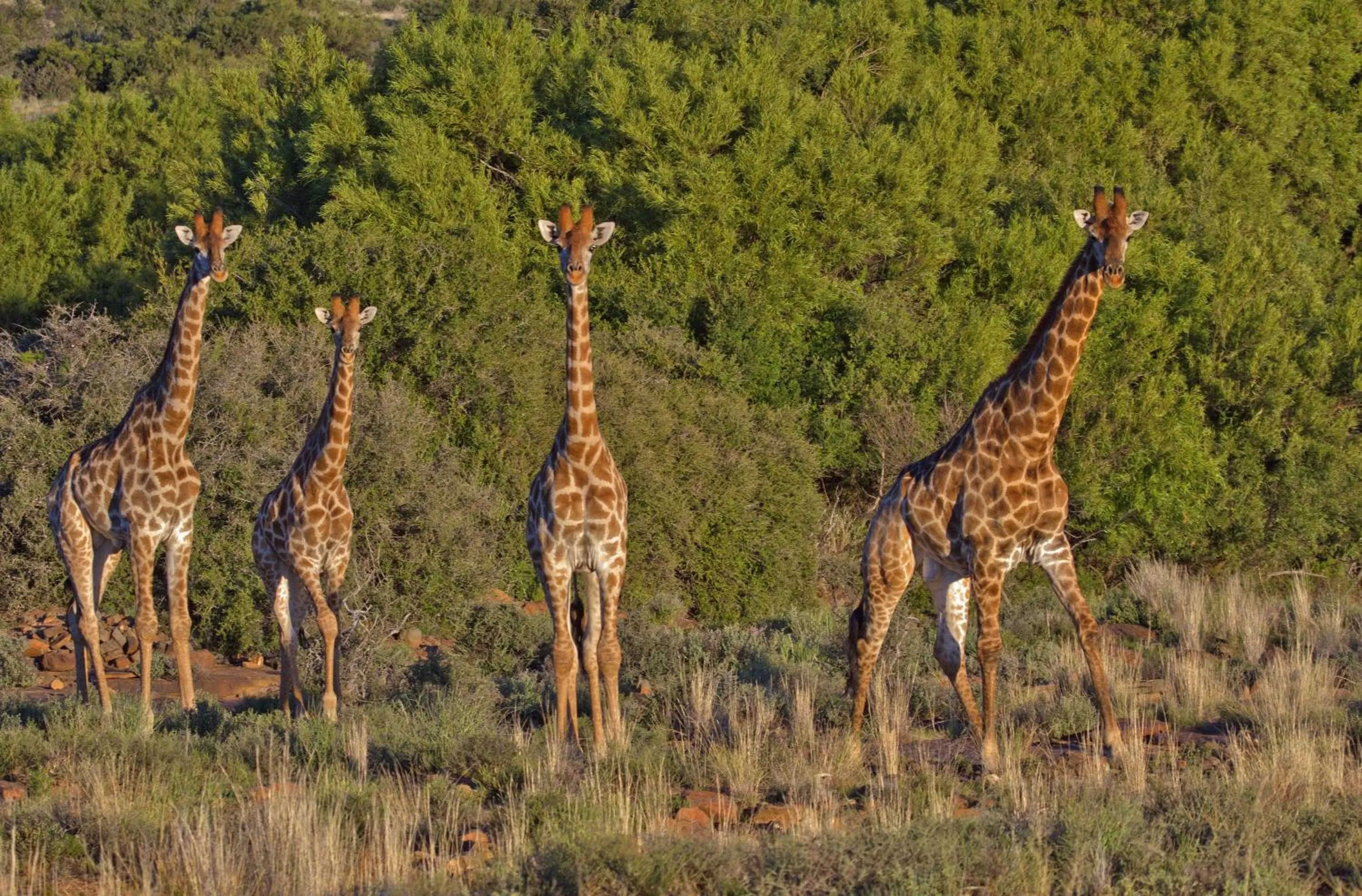 Animals in Lemoenfontein