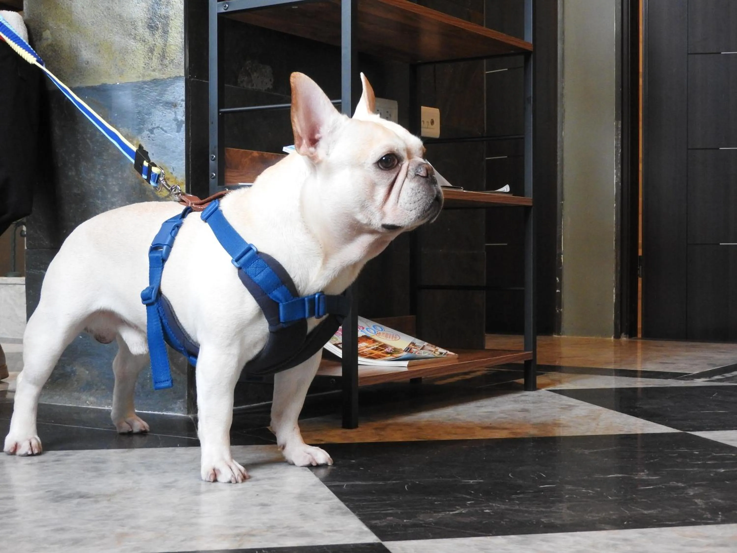 Pets in Blue Owl-Hualien No 2396-2397-2398-2399