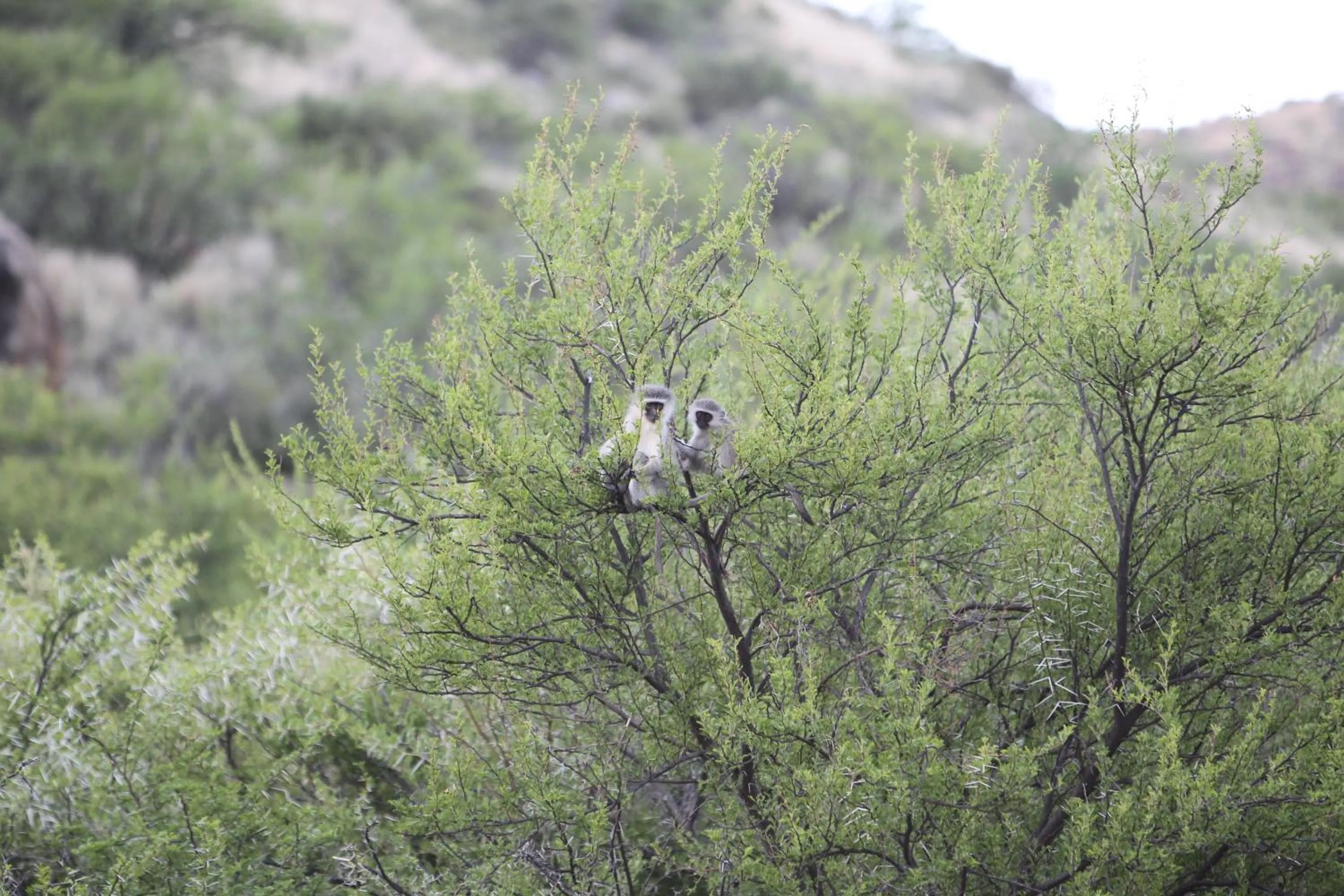 Animals in Ko Ka Tsara Bush Camp