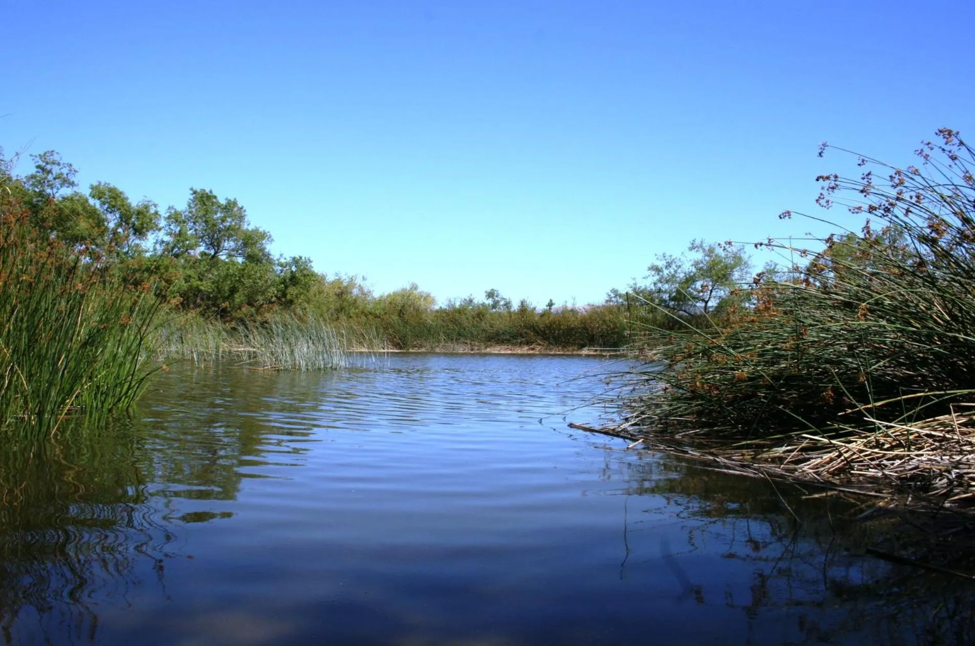 Natural landscape in Staybridge Suites Irvine - John Wayne Airport by IHG