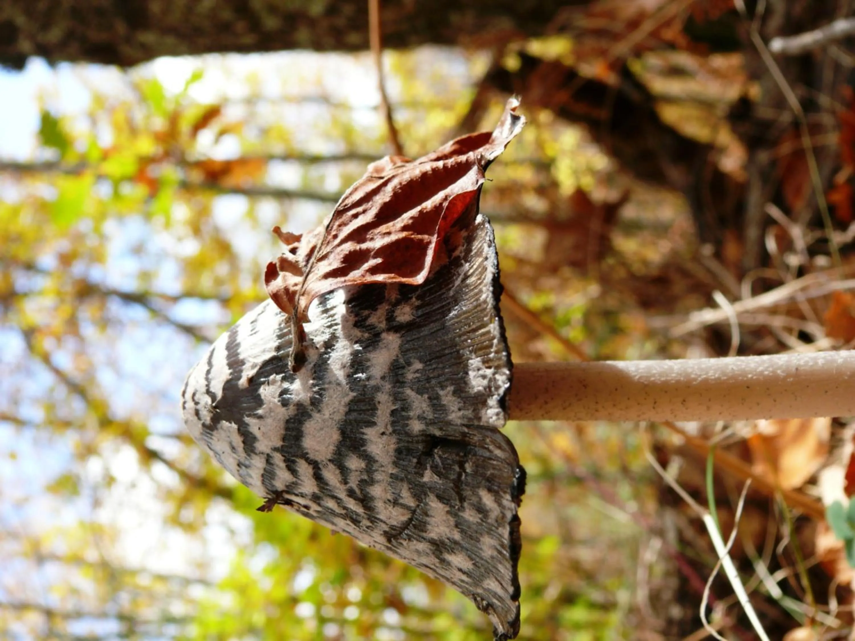 Natural landscape in Petrini Gonia