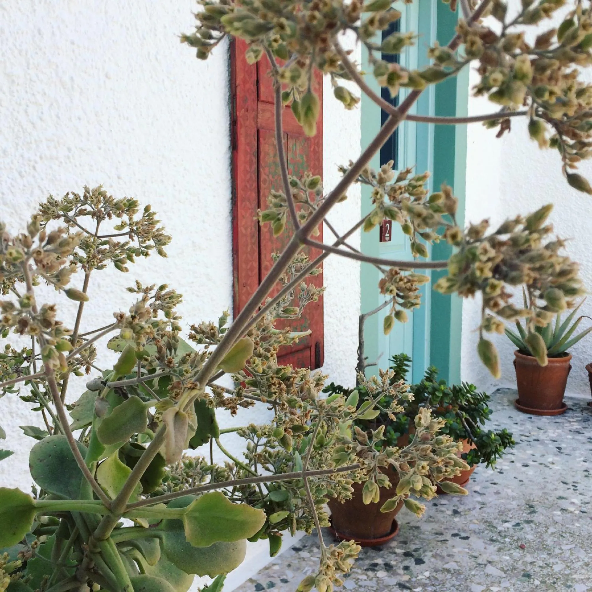 Property building in Asterias