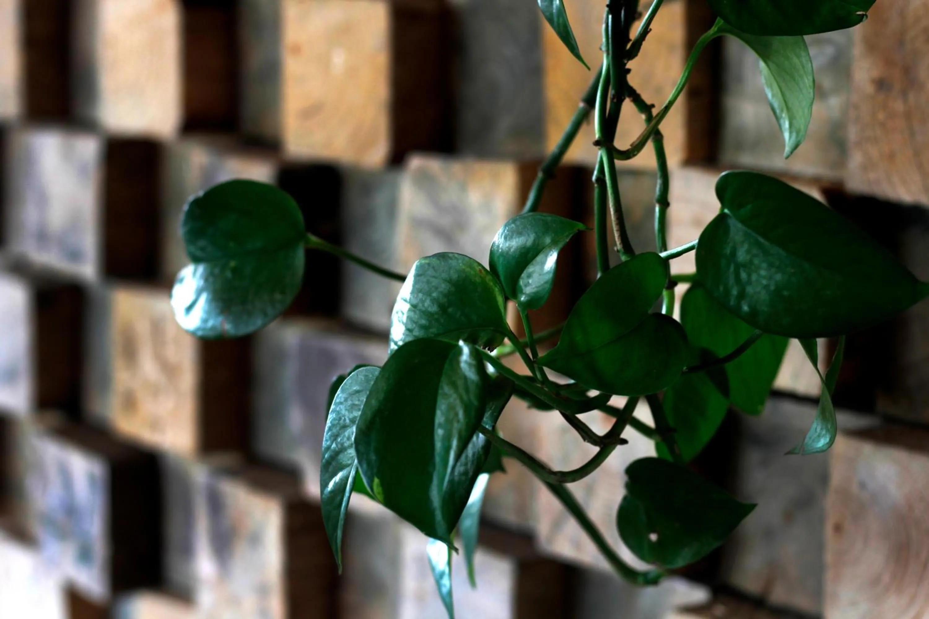 Hotel y Cabañas una Cosita de Zacatlán