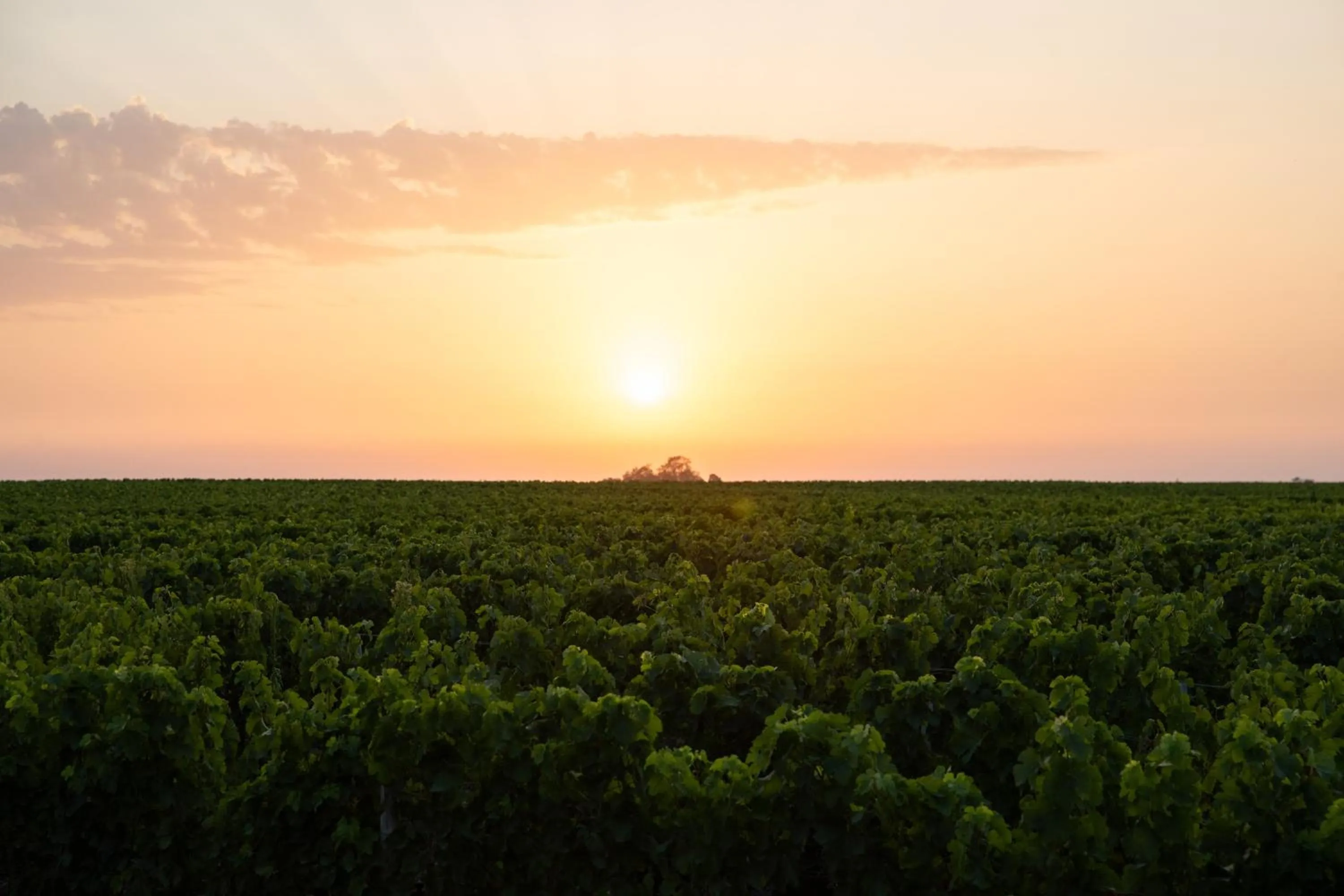 Natural landscape in La Maison d'Estournel