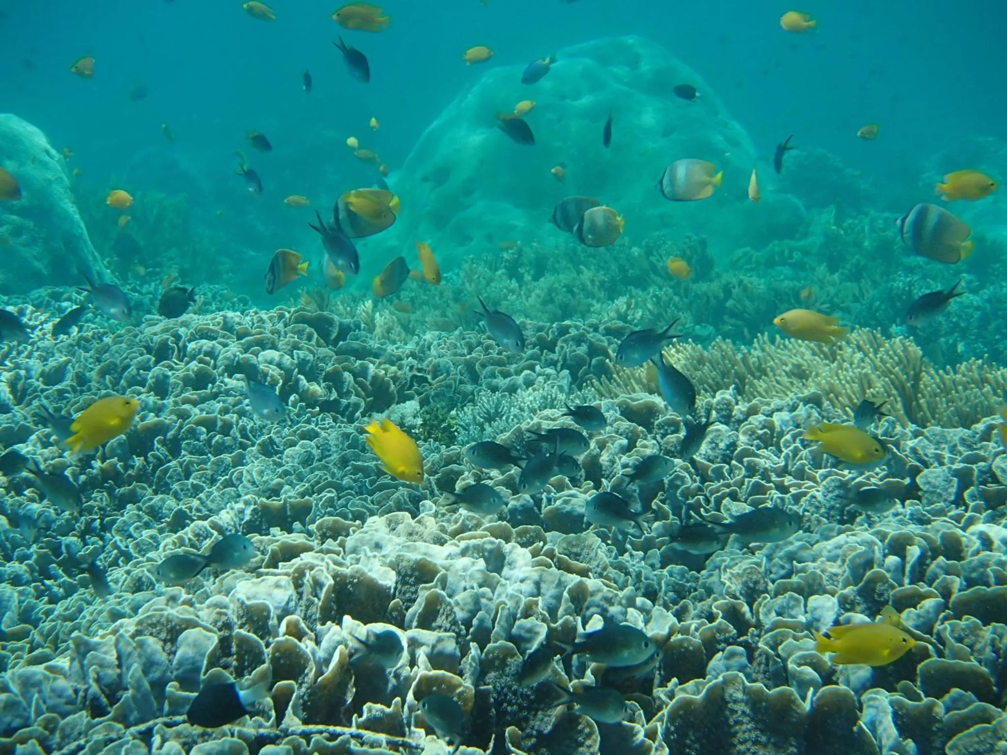 Activities in Aquaterrace Amed