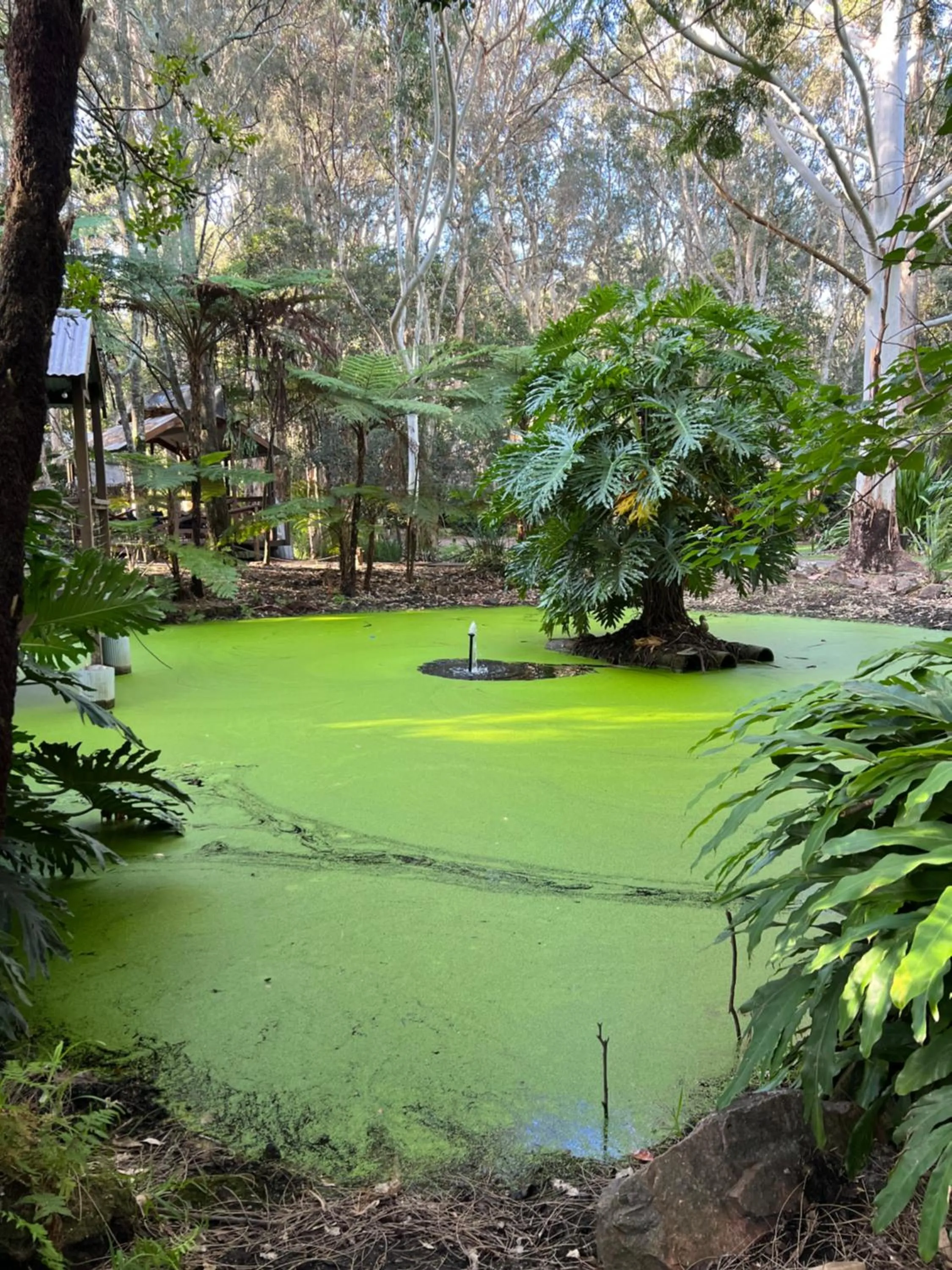 Garden in The Oasis at One Mile Beach