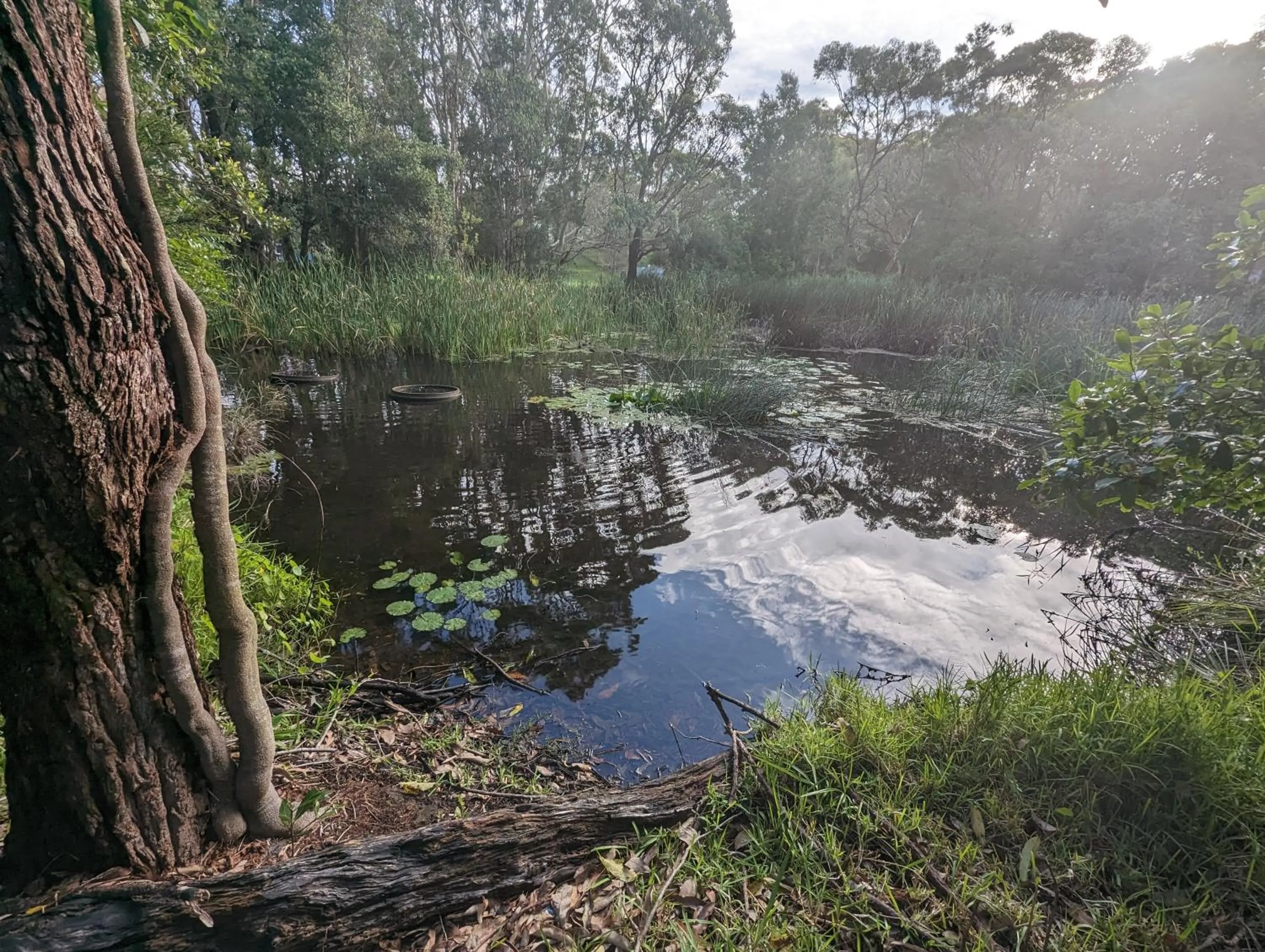Garden in The Oasis at One Mile Beach