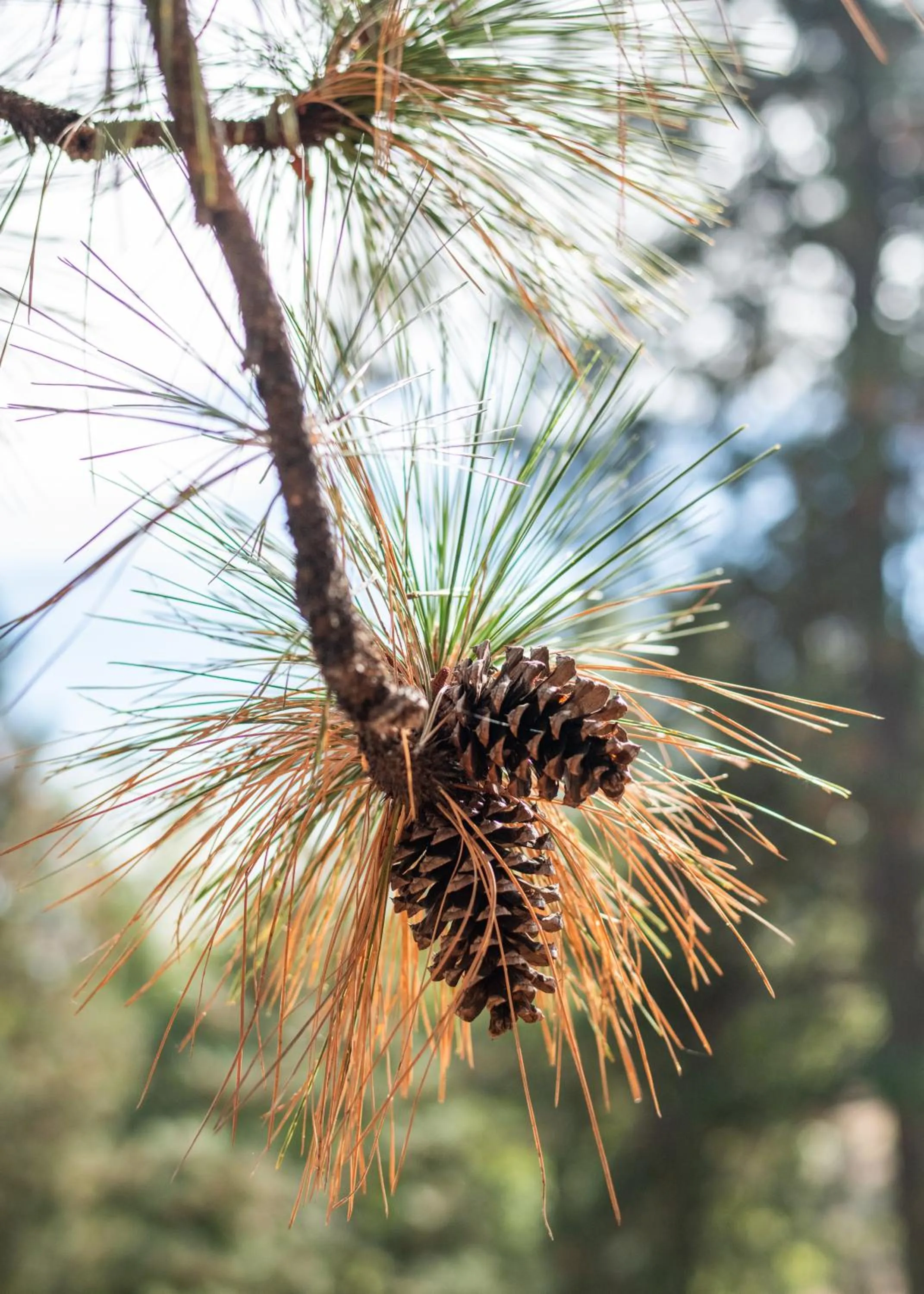 Decorative detail in Inn at Sugar Pine Ranch