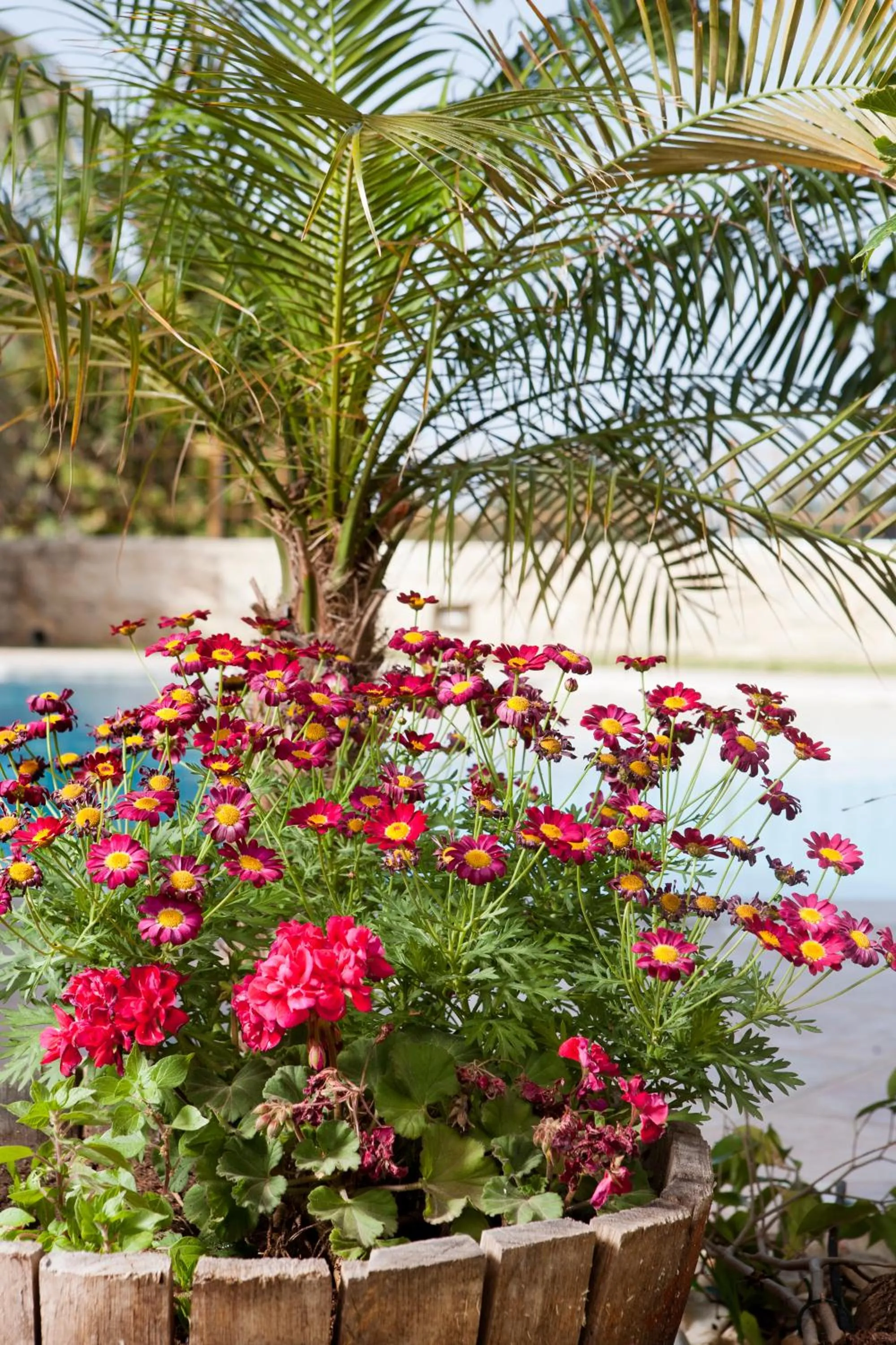 Garden in Pandora Villas