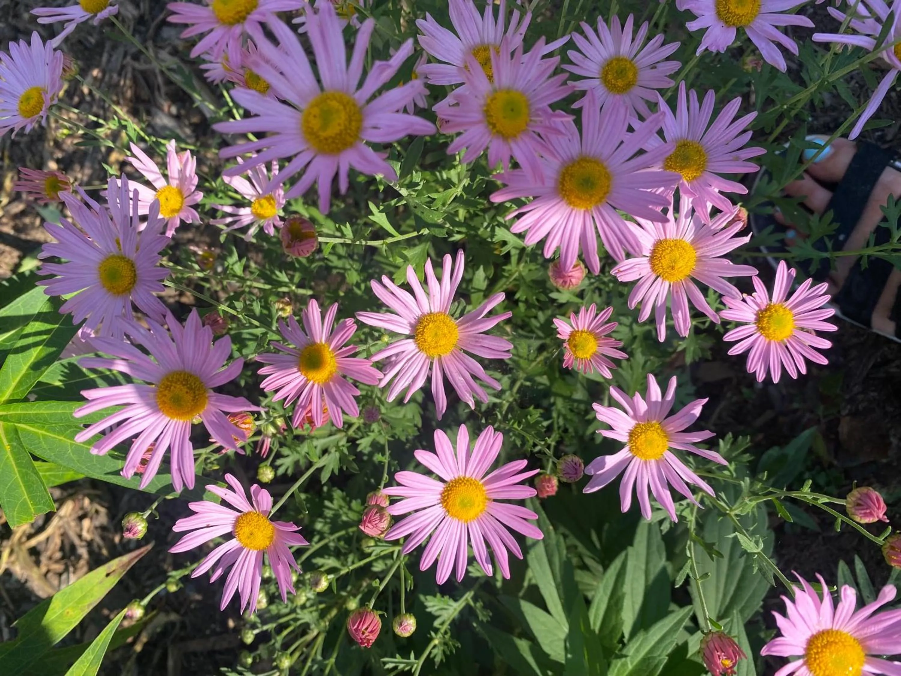 Spring in The Queen, A Victorian Bed & Breakfast