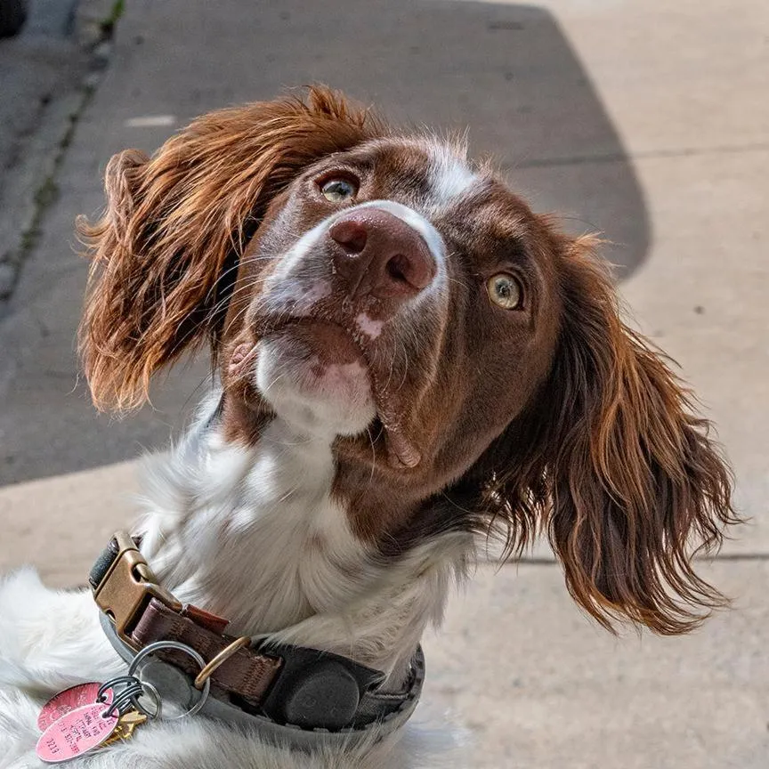 Pets in The Queen, A Victorian Bed & Breakfast