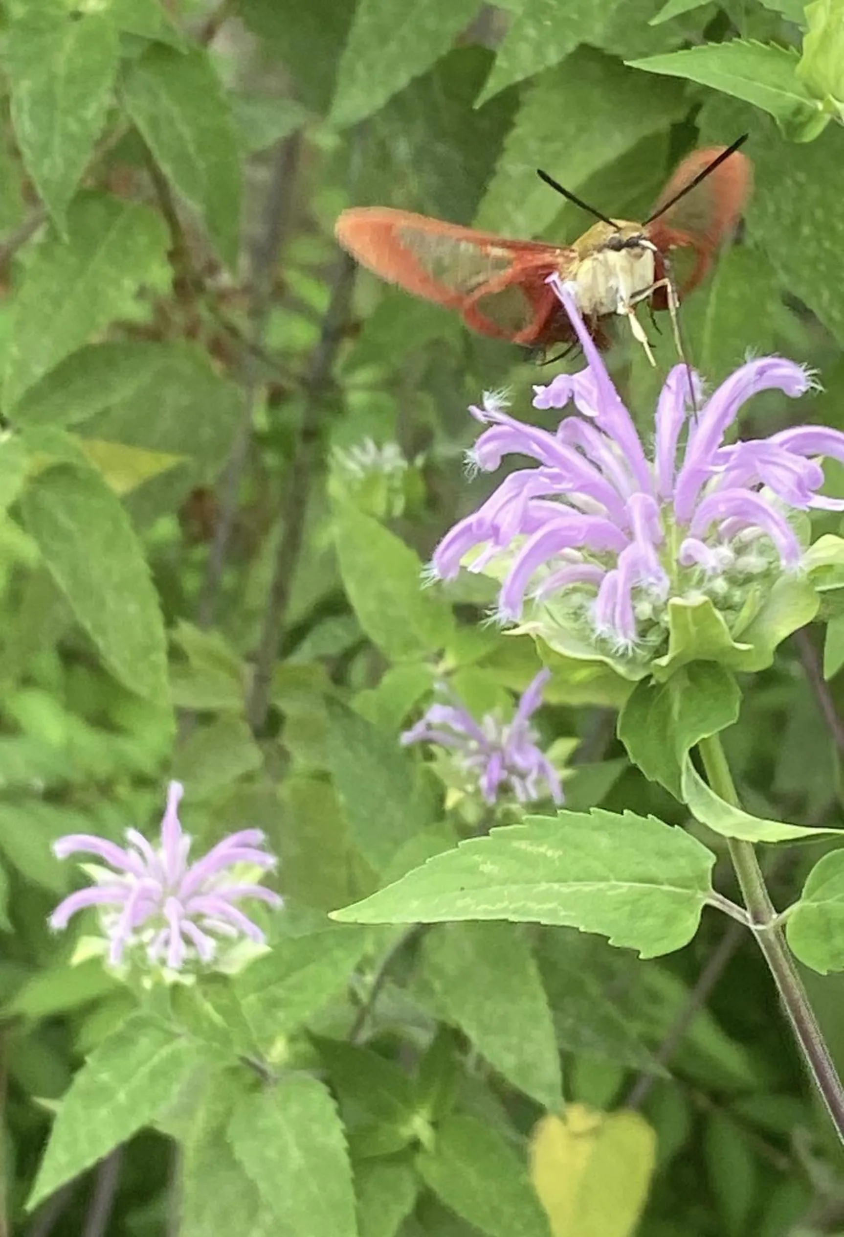 Garden in The Queen, A Victorian Bed & Breakfast