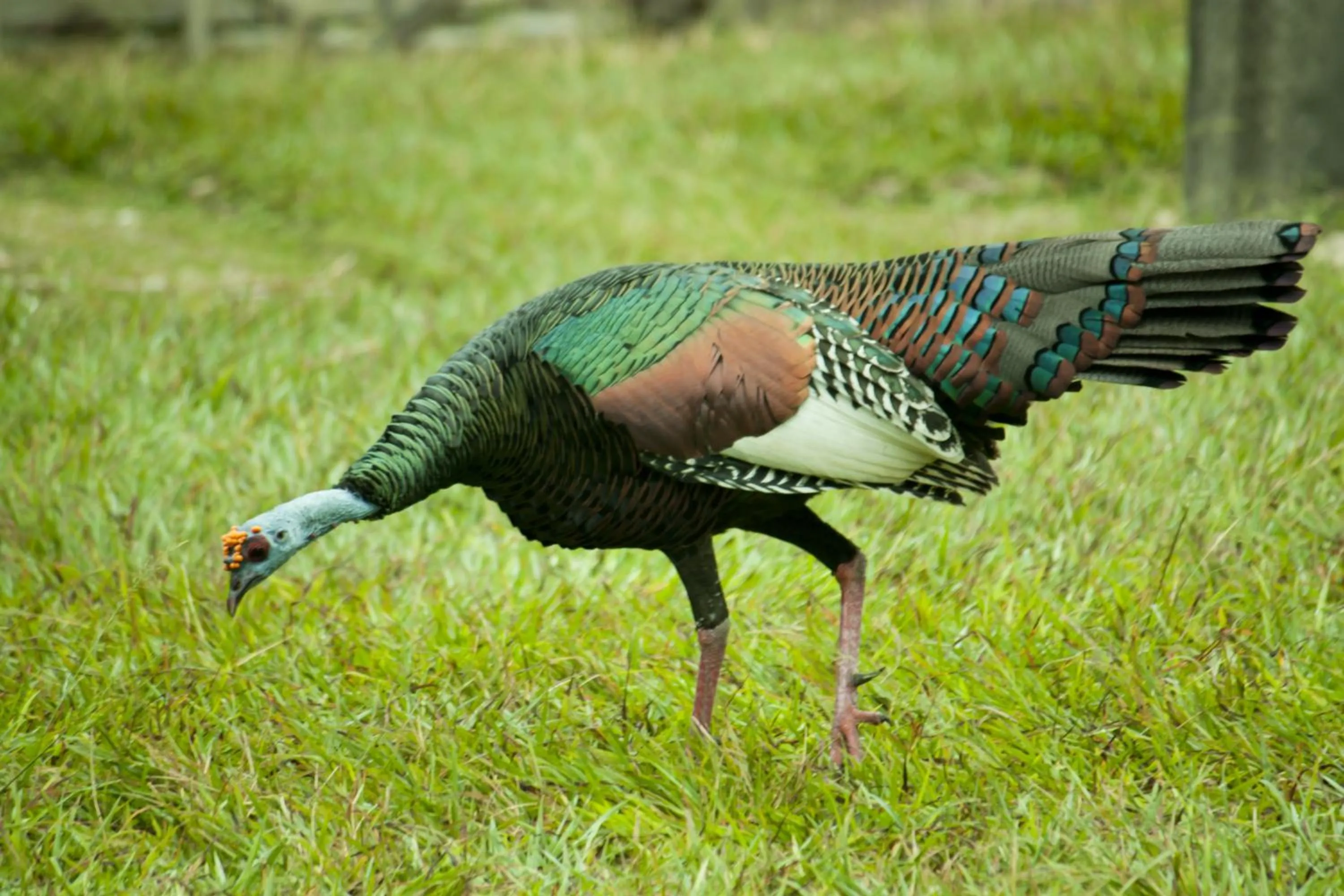 Animals in Hotel Jaguar Inn Tikal