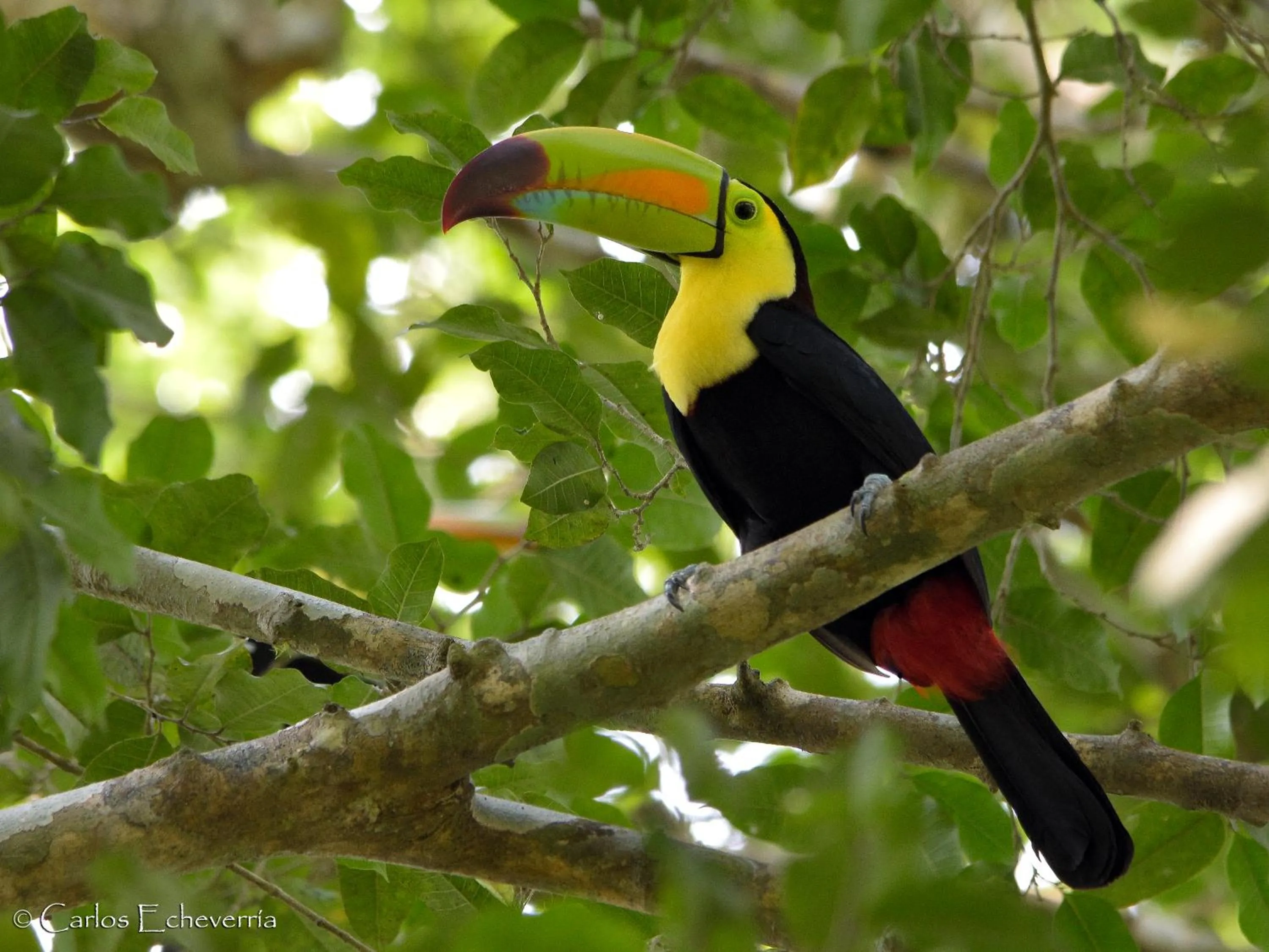 Animals in Hotel Jaguar Inn Tikal
