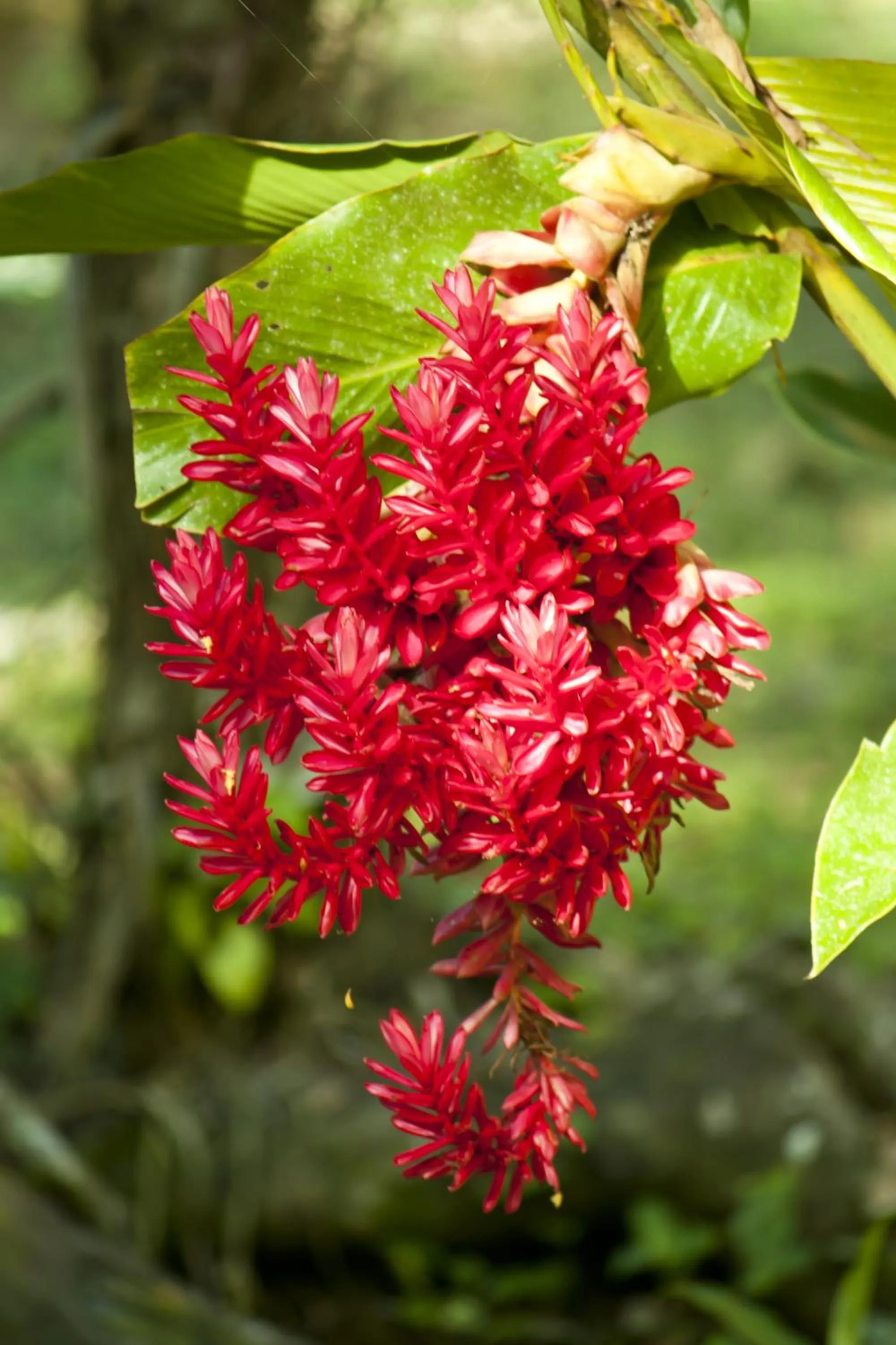 Garden in Hotel Jaguar Inn Tikal