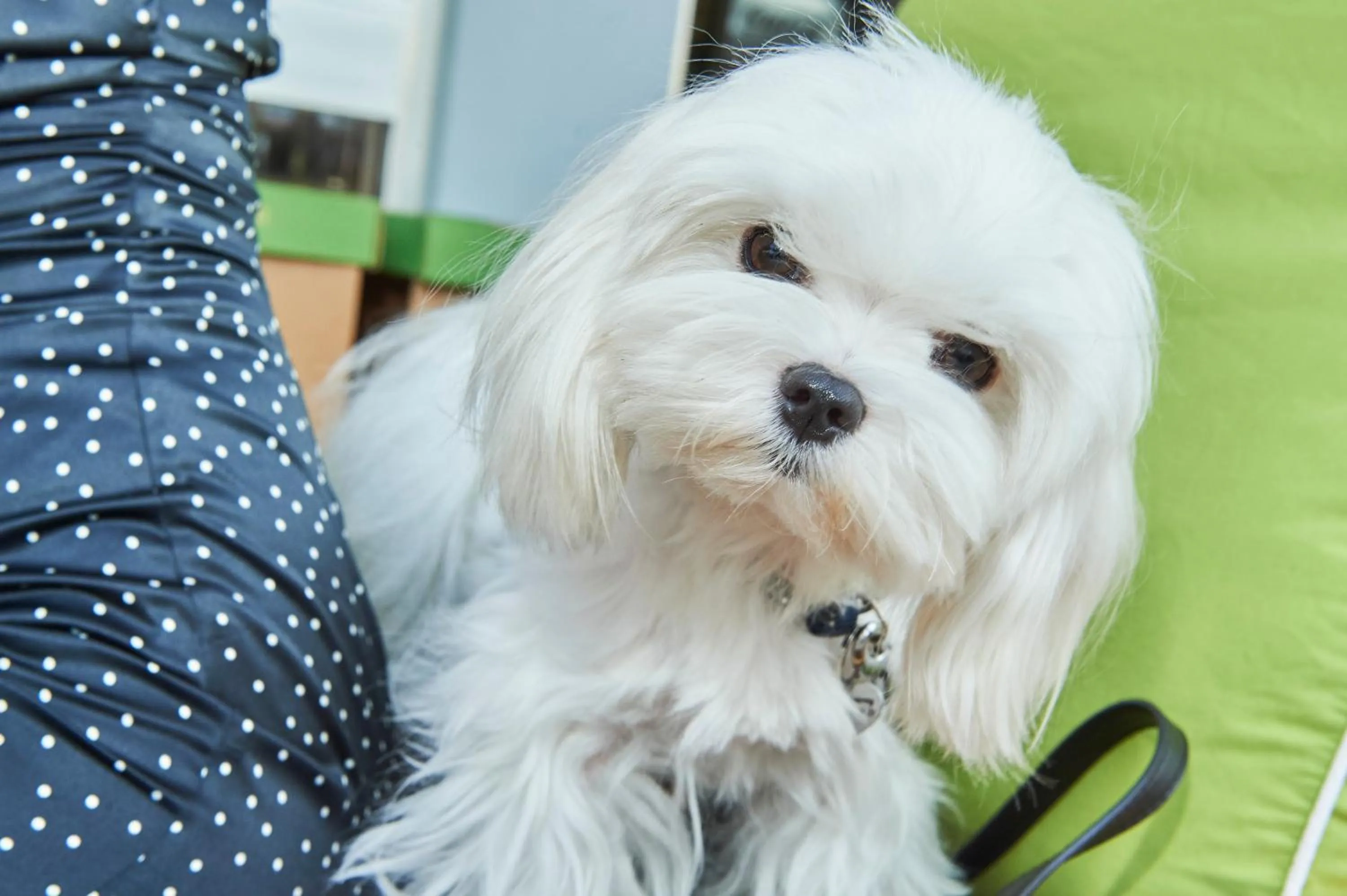 Pets in Hotel A Casa Nostra