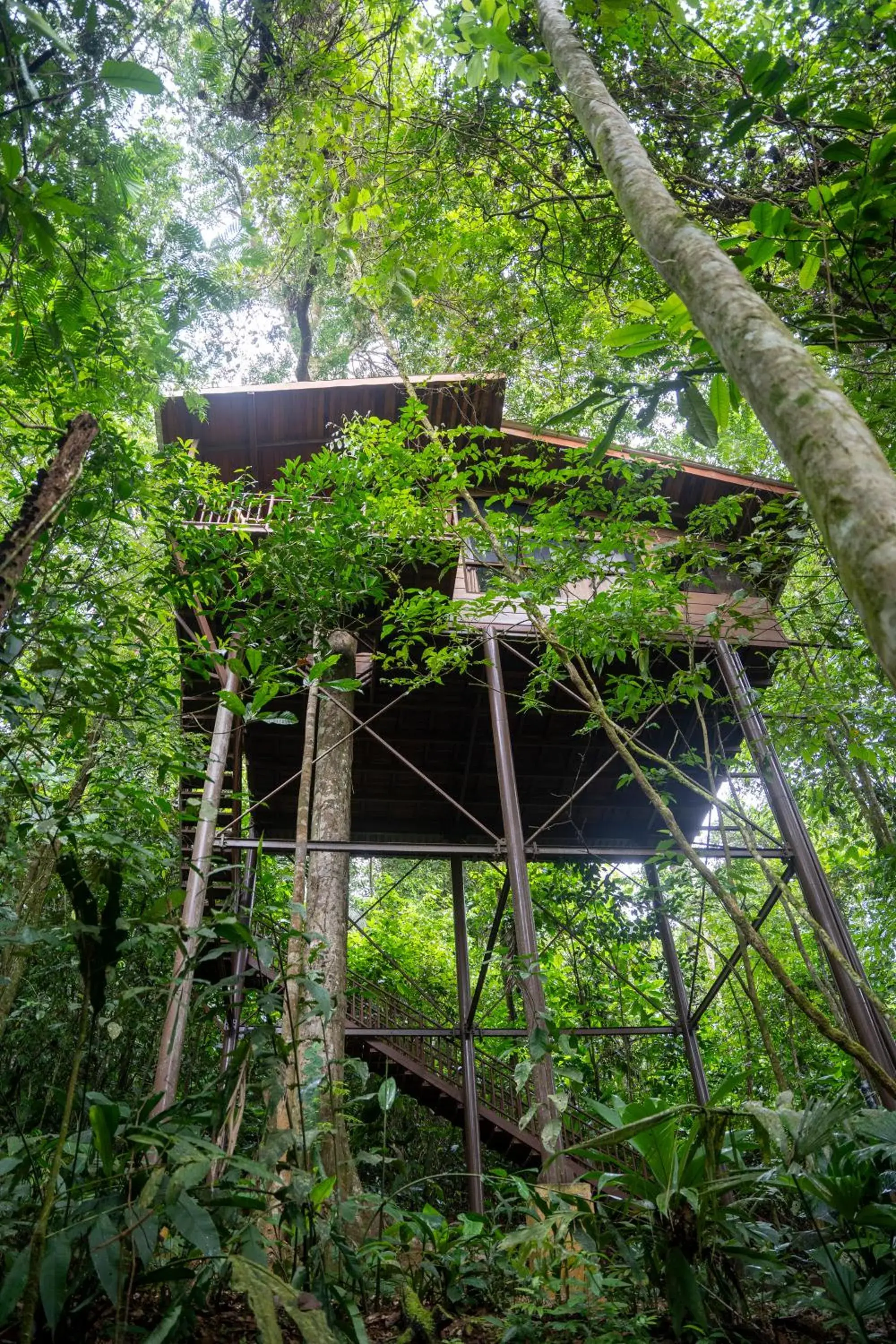 Tree House 1 Queen 1 Twin in Maquenque Lodge Tree House 1 Queen 1 Twin in Maquenque Lodge