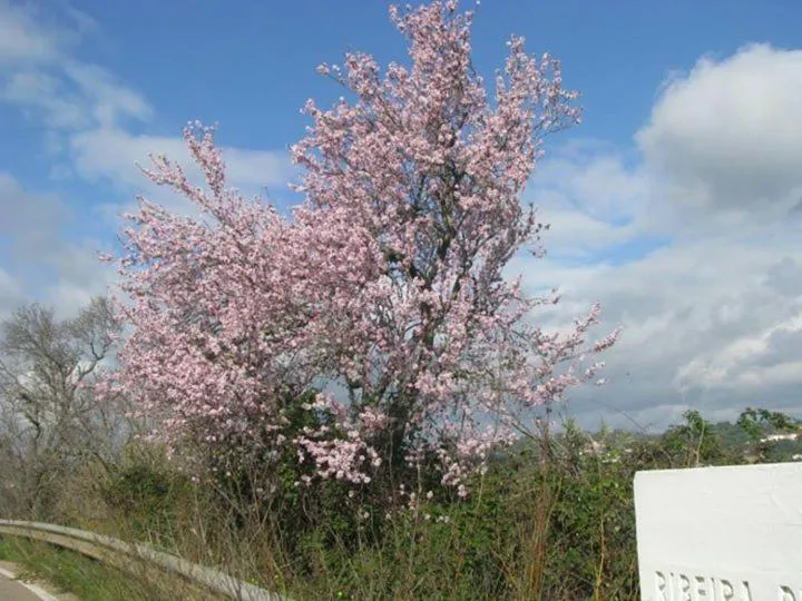 Spring in Vila Sodré Guest House