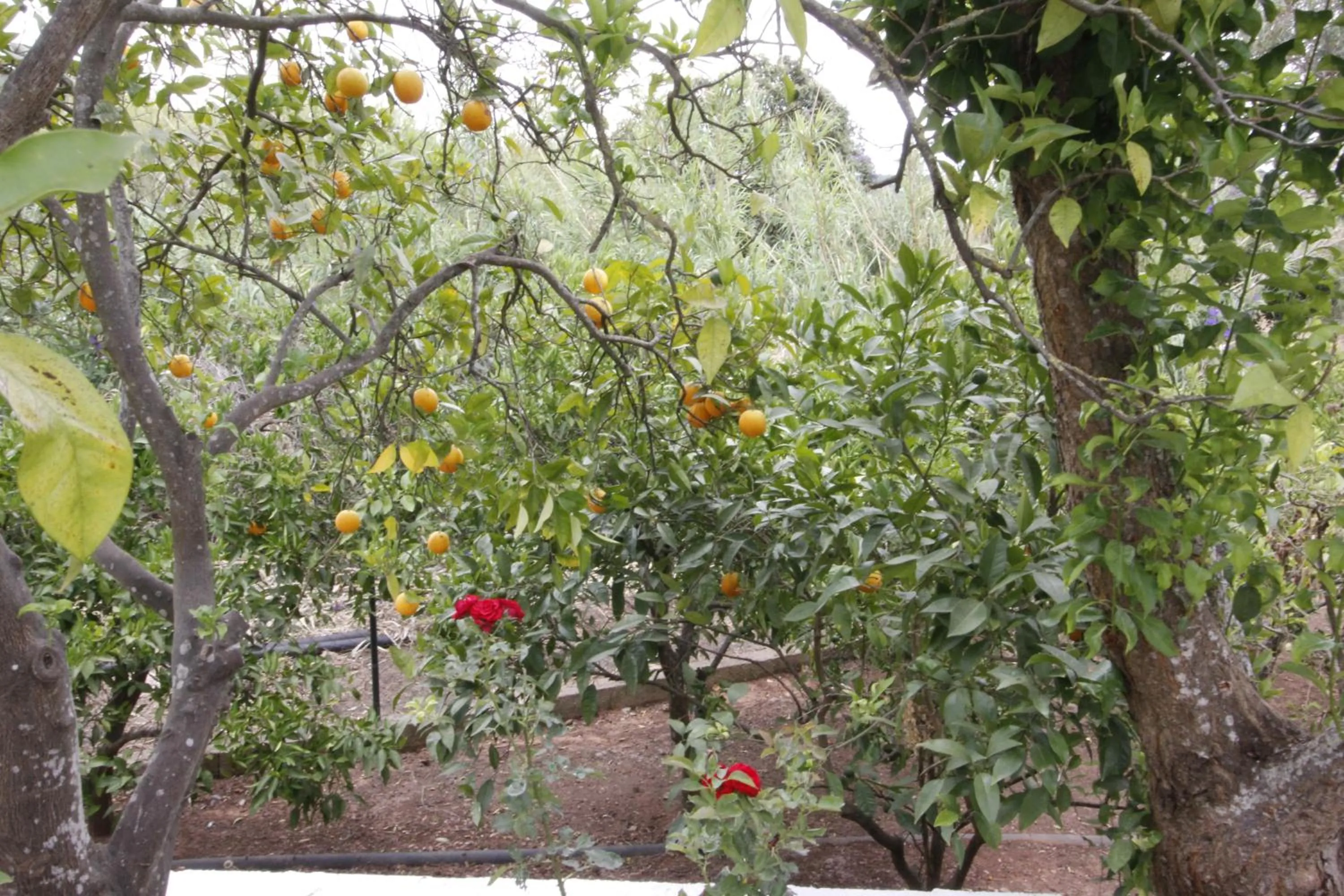 Vila Sodré Guest House