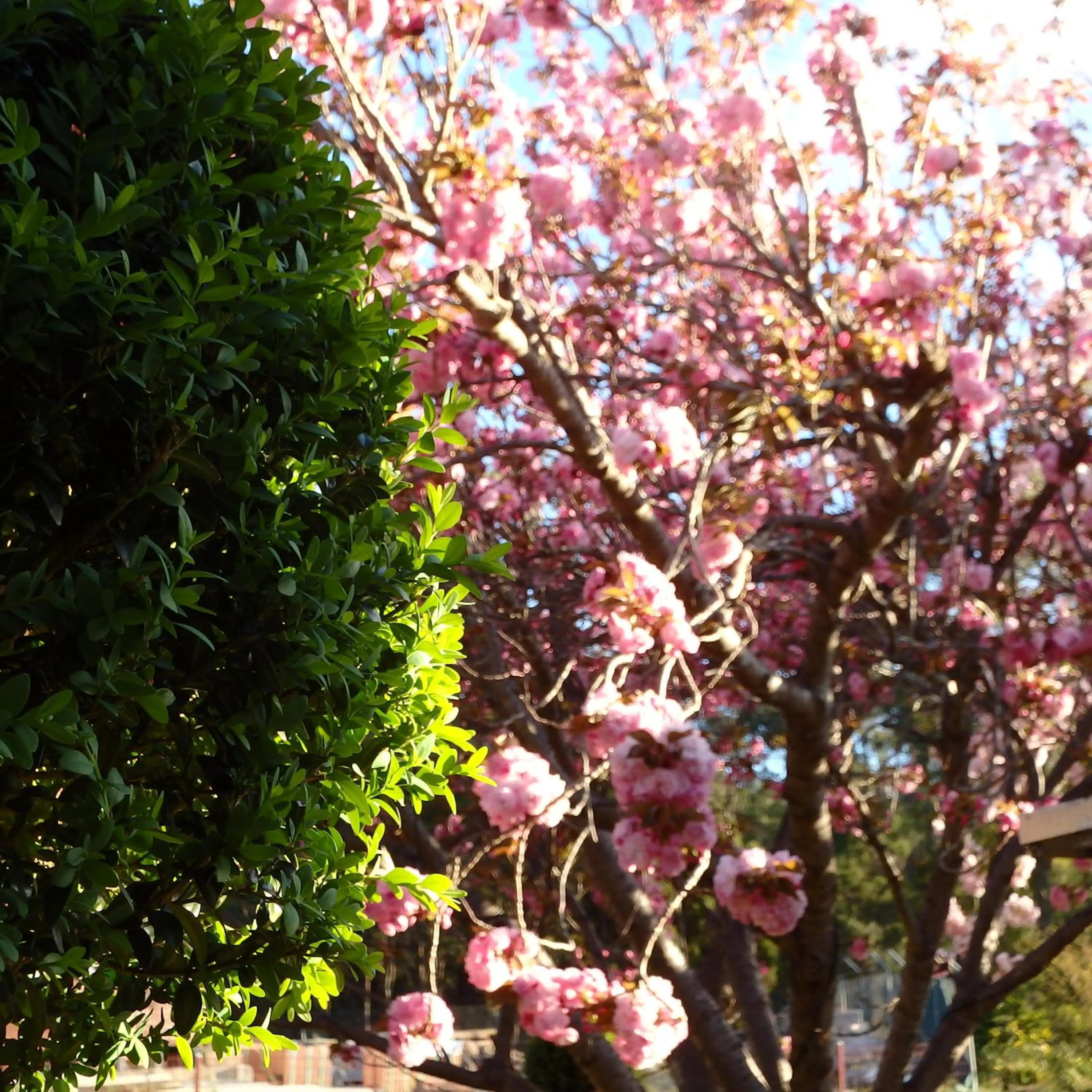 Garden in Bowral Road Art Gallery Bed and Breakfast