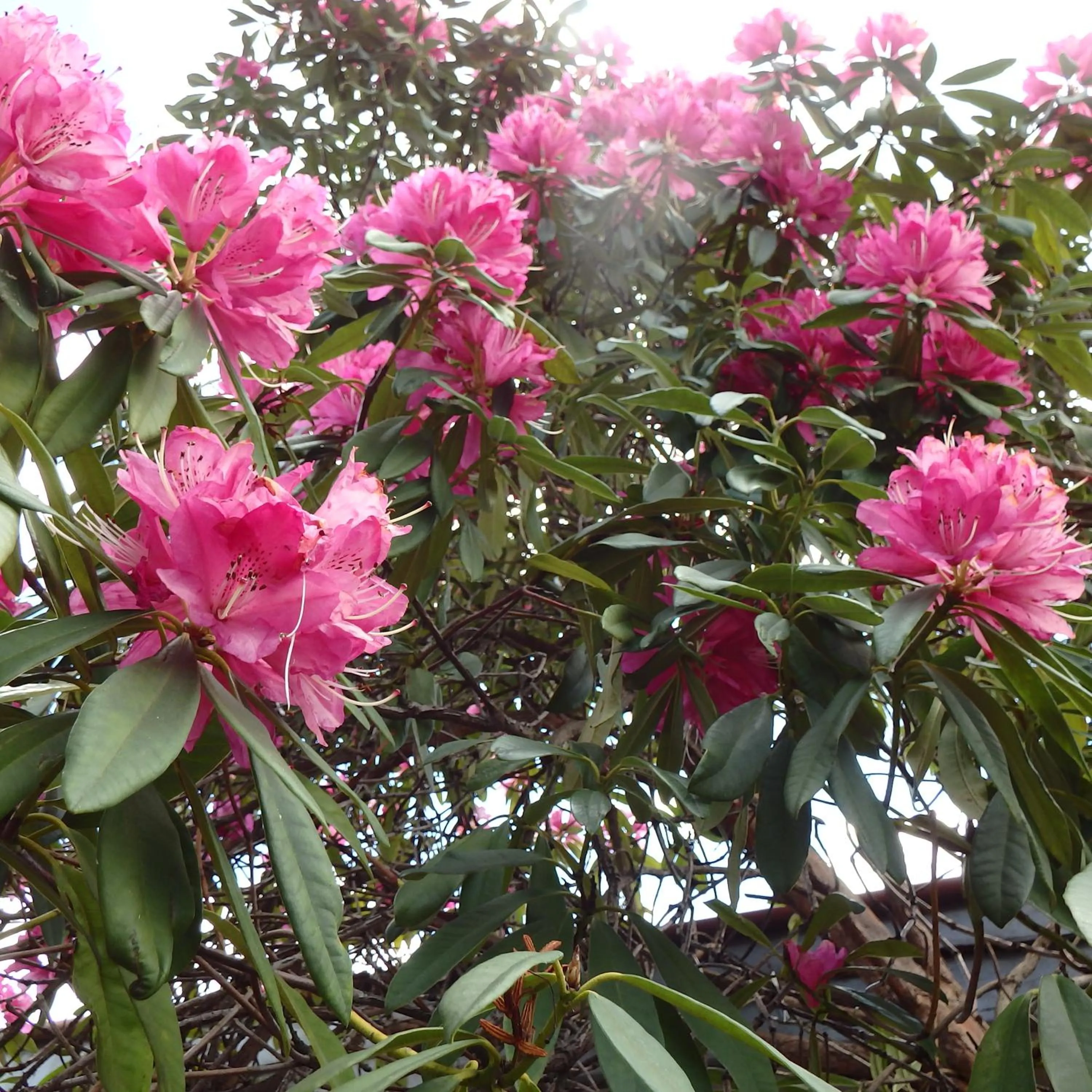 Spring in Bowral Road Art Gallery Bed and Breakfast