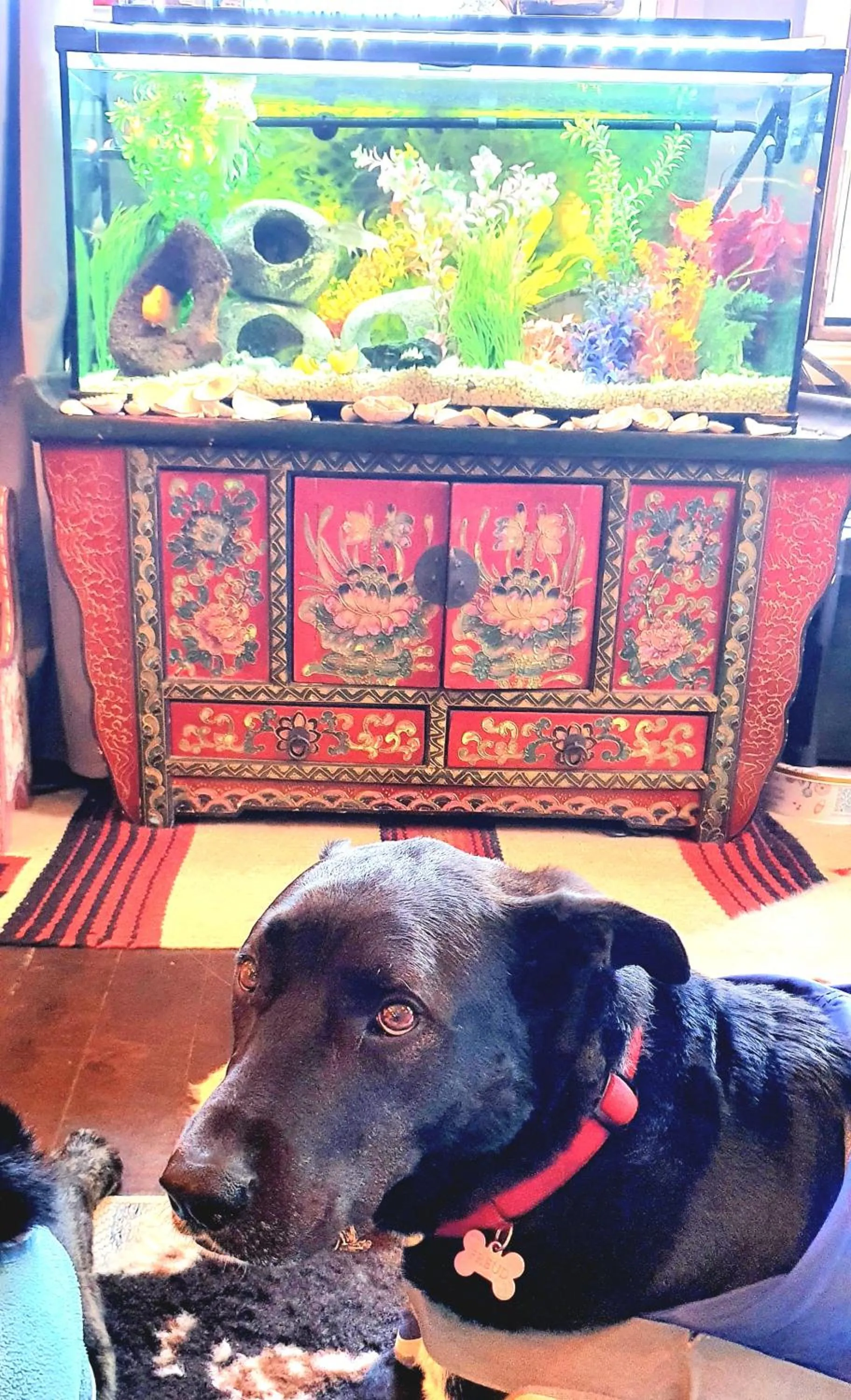 Pets in Bowral Road Art Gallery Bed and Breakfast