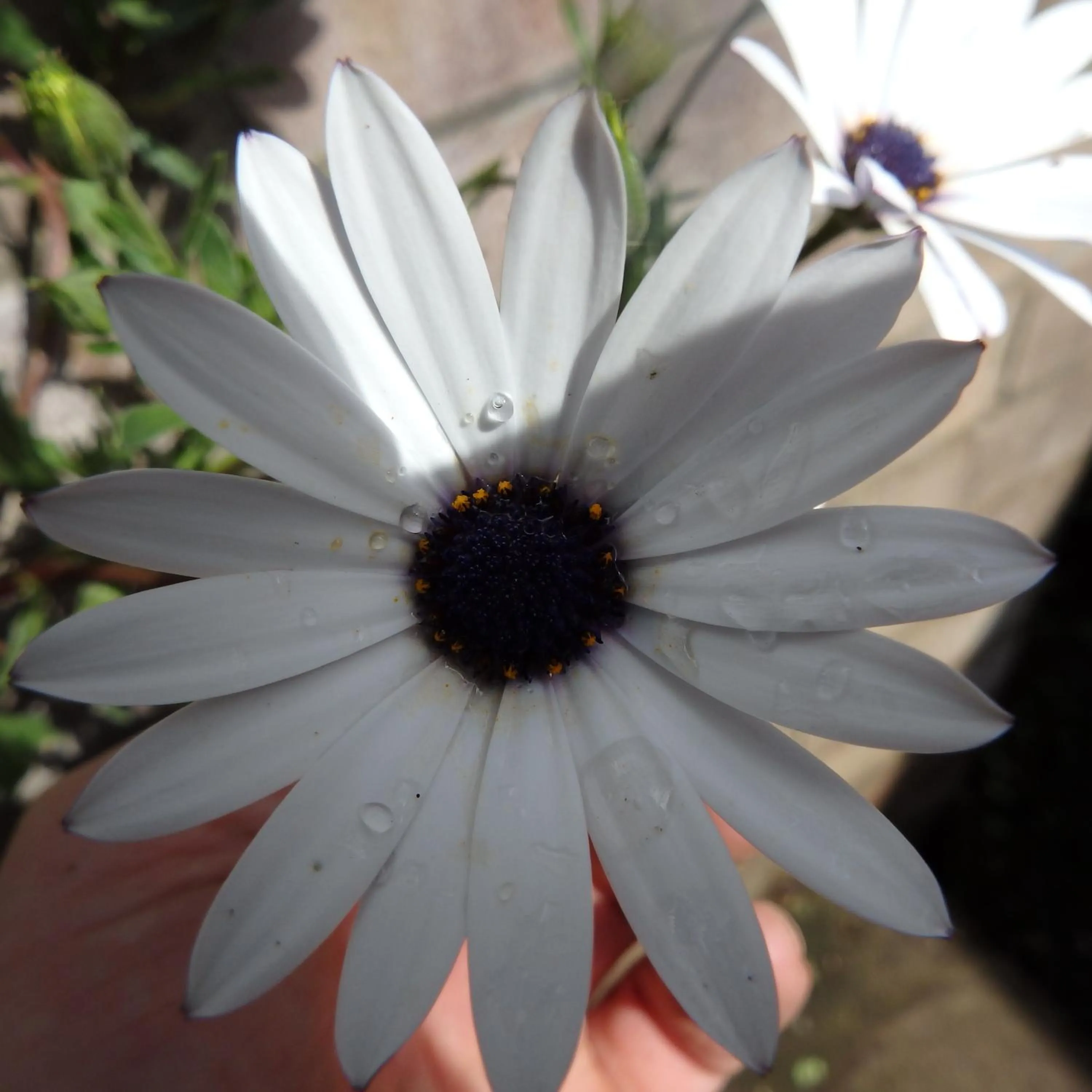 Garden in Bowral Road Art Gallery Bed and Breakfast