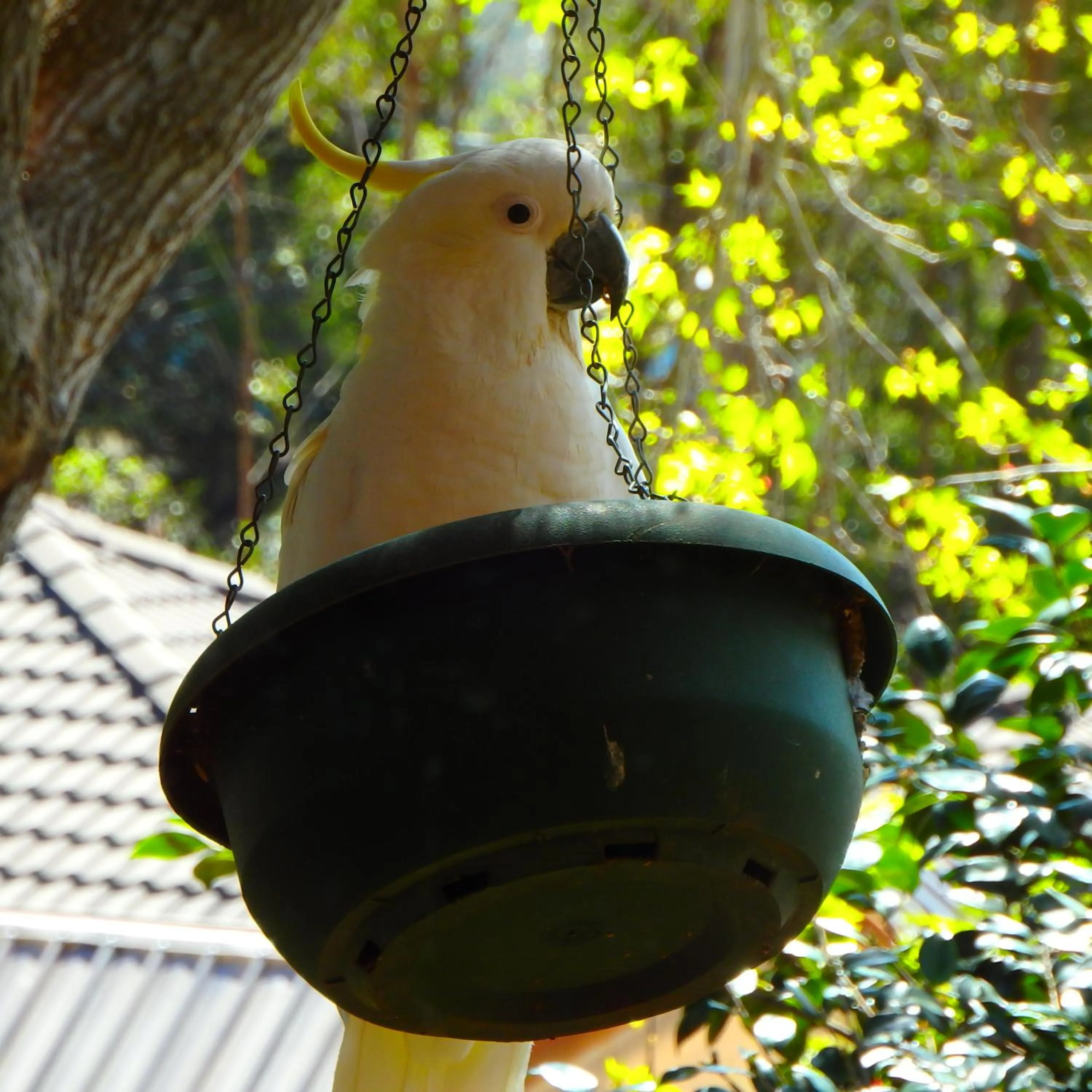 Garden in Bowral Road Art Gallery Bed and Breakfast