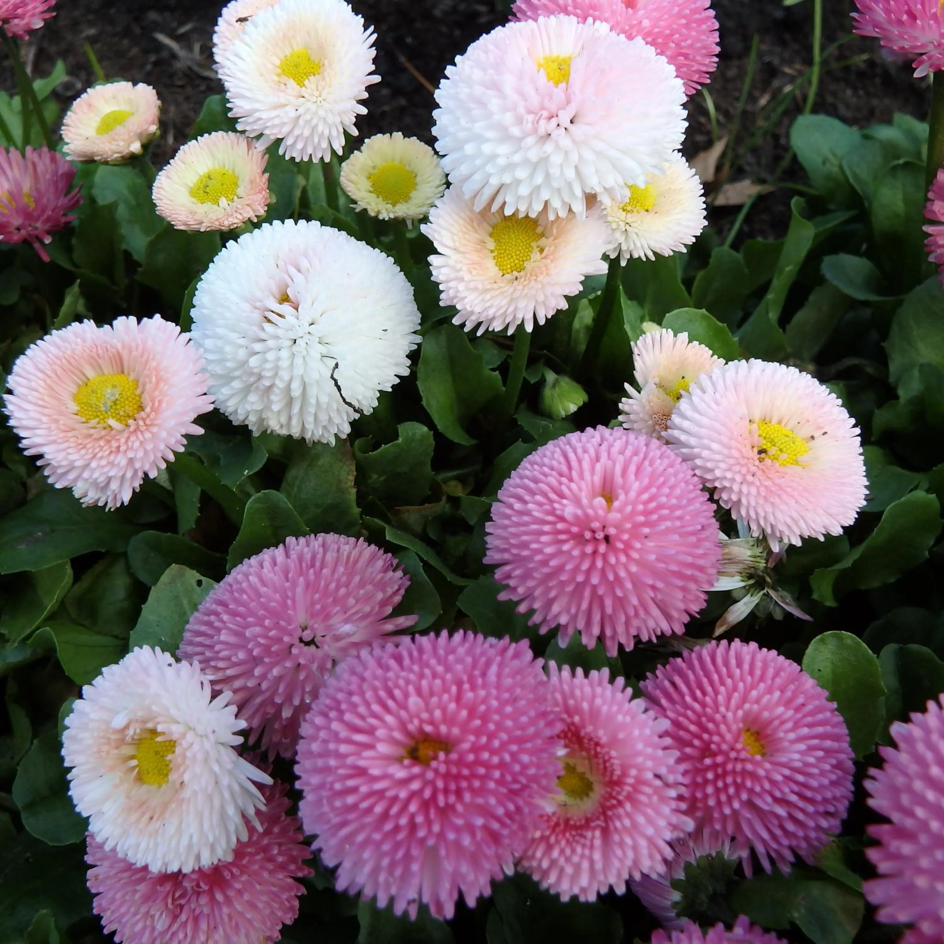 Spring in Bowral Road Art Gallery Bed and Breakfast